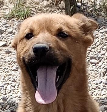 Shirley, an adopted mixed breed in San Luis, CO image 1/3
