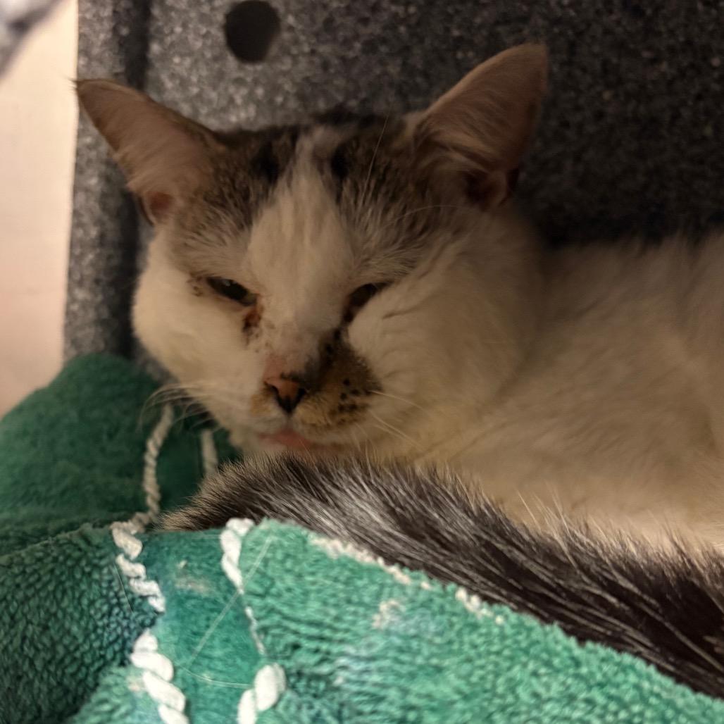 Percy, Adoptable, Senior Male Domestic Short Hair.