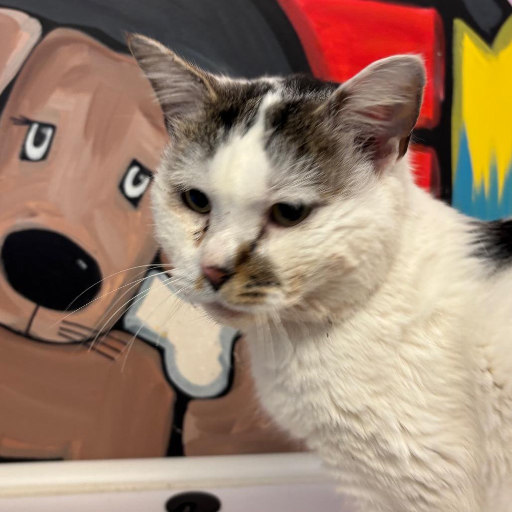 Enlarge Percy, a Adoptable Domestic Short Hair in Birdsboro, PA image 2/6