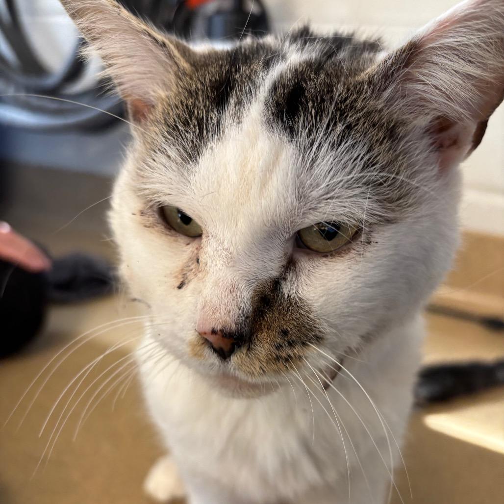 Enlarge Percy, a Adoptable Domestic Short Hair in Birdsboro, PA image 3/6