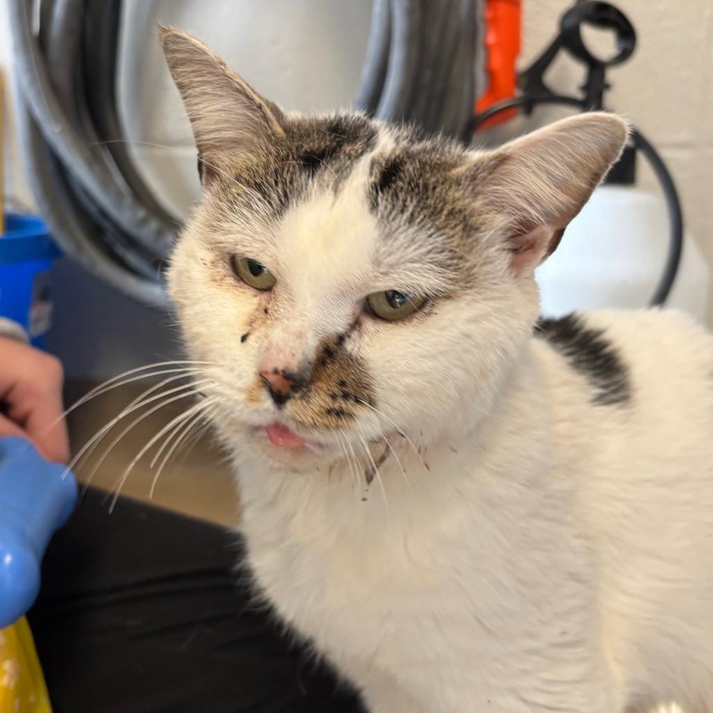 Enlarge Percy, a Adoptable Domestic Short Hair in Birdsboro, PA image 4/6