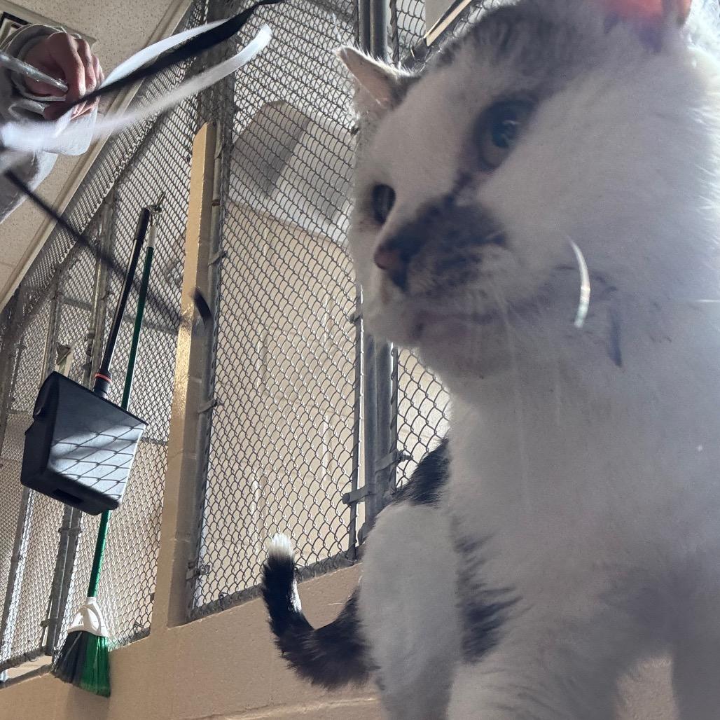 Enlarge Percy, a Adoptable Domestic Short Hair in Birdsboro, PA image 5/6