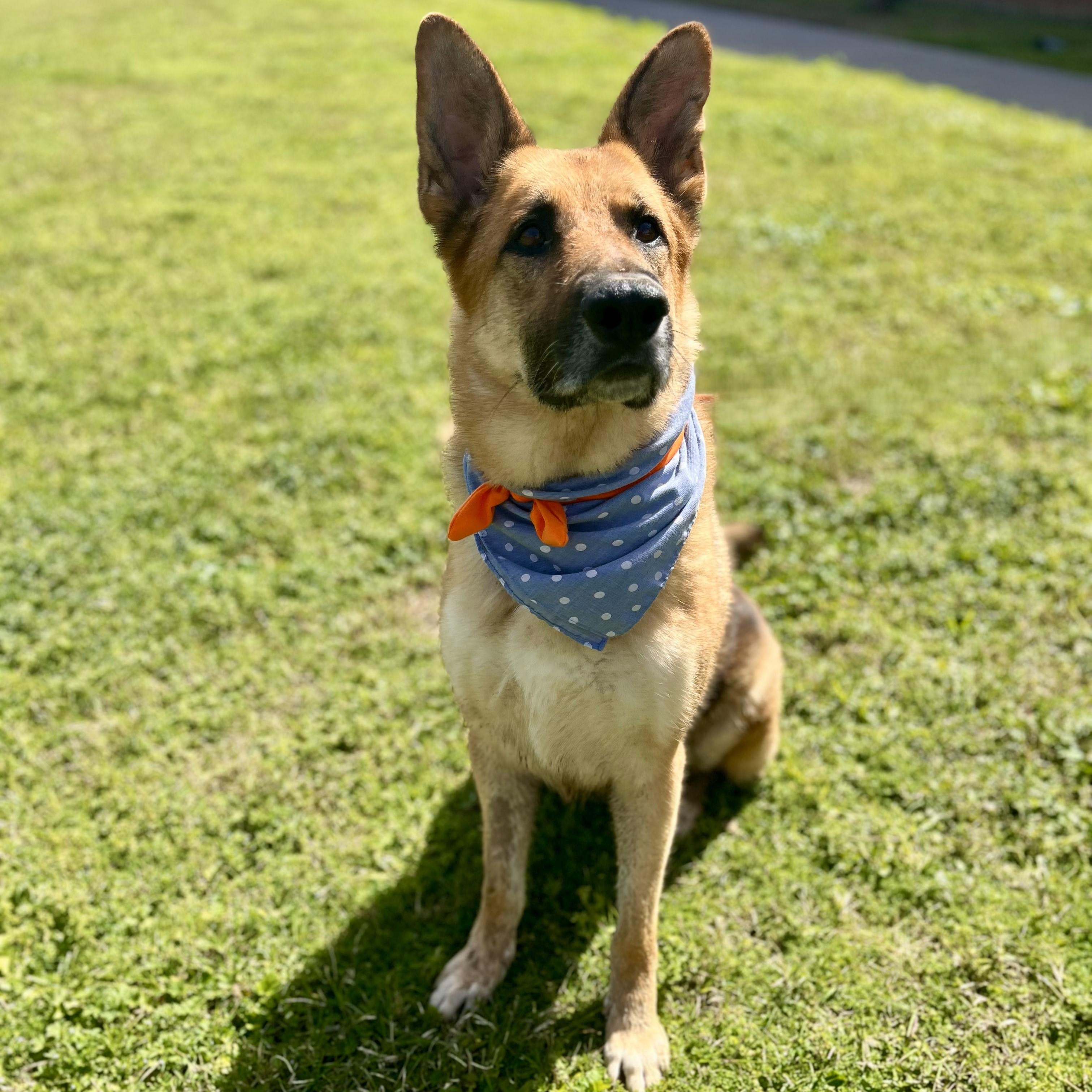 Enlarge Tangerine, a Adoptable German Shepherd Dog in Arlington , WA image 4/6