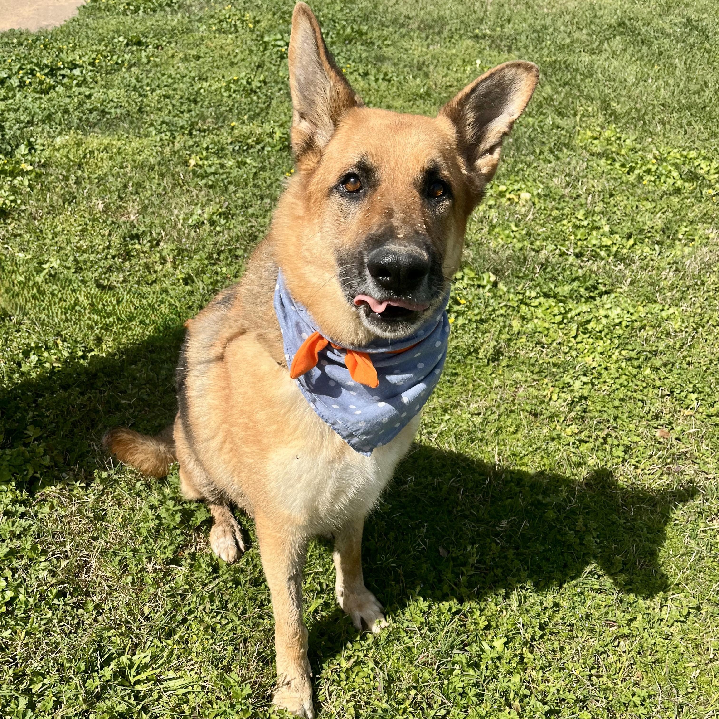 Enlarge Tangerine, a Adoptable German Shepherd Dog in Arlington , WA image 5/6