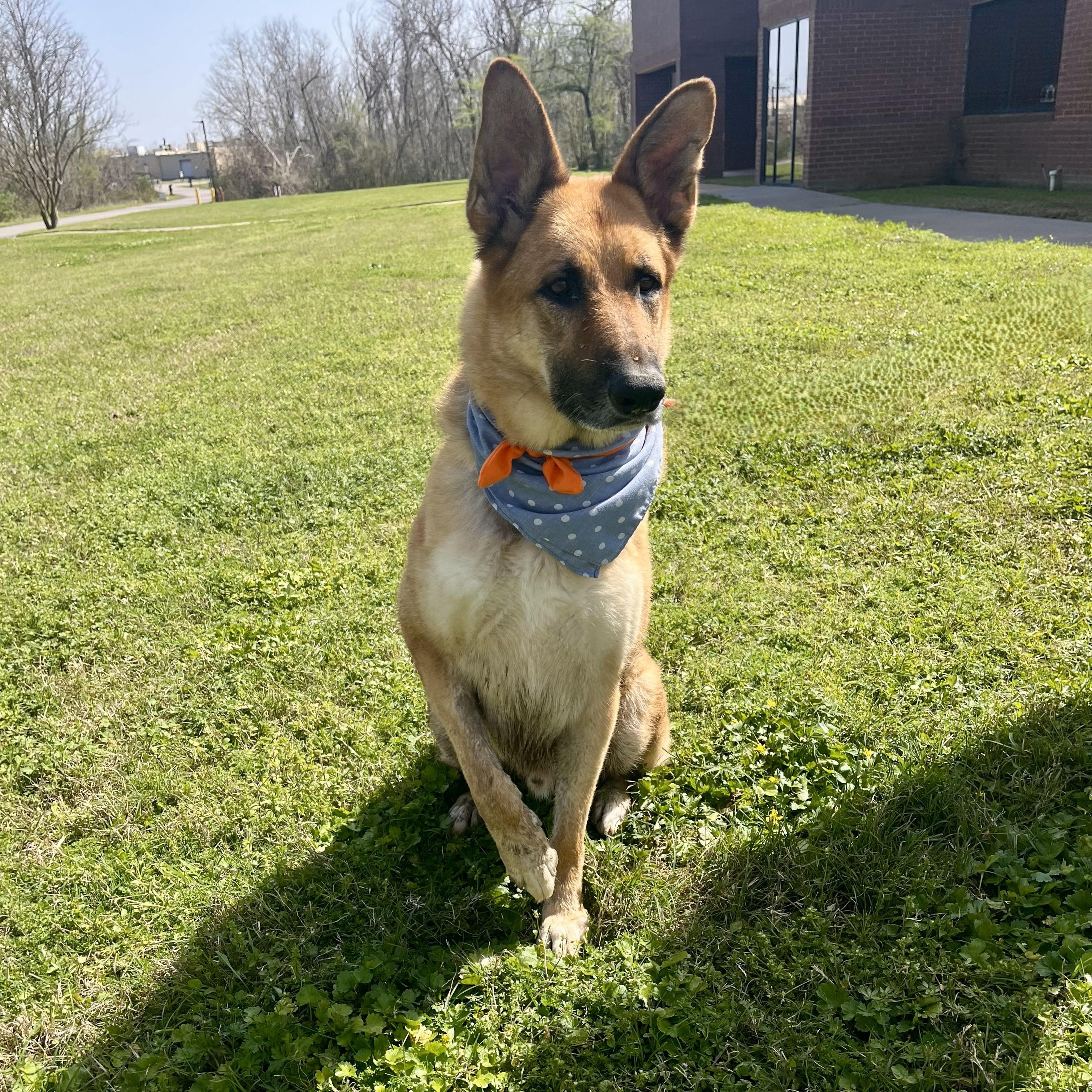 Enlarge Tangerine, a Adoptable German Shepherd Dog in Arlington , WA image 6/6