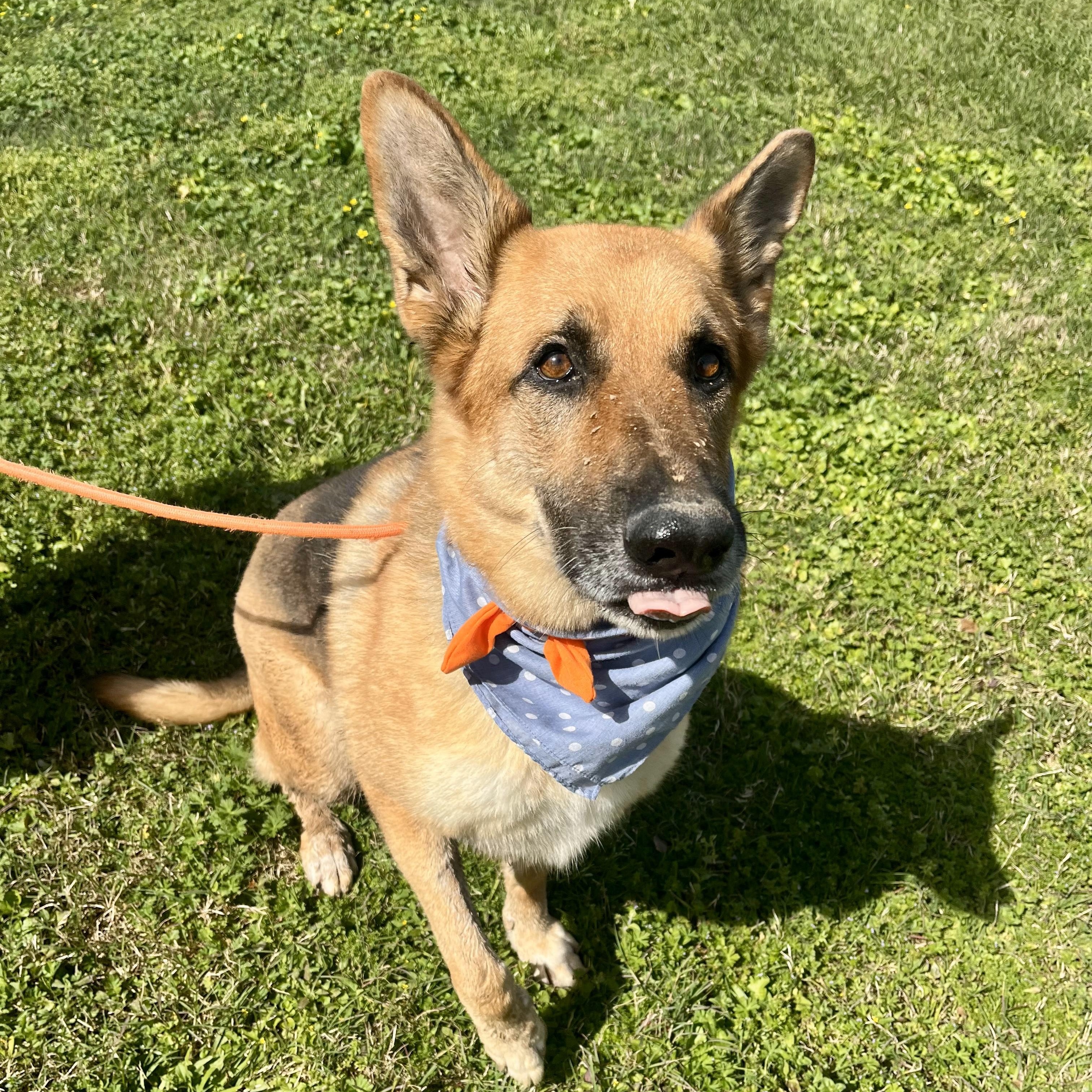 Enlarge Tangerine, a Adoptable German Shepherd Dog in Arlington , WA image 3/6