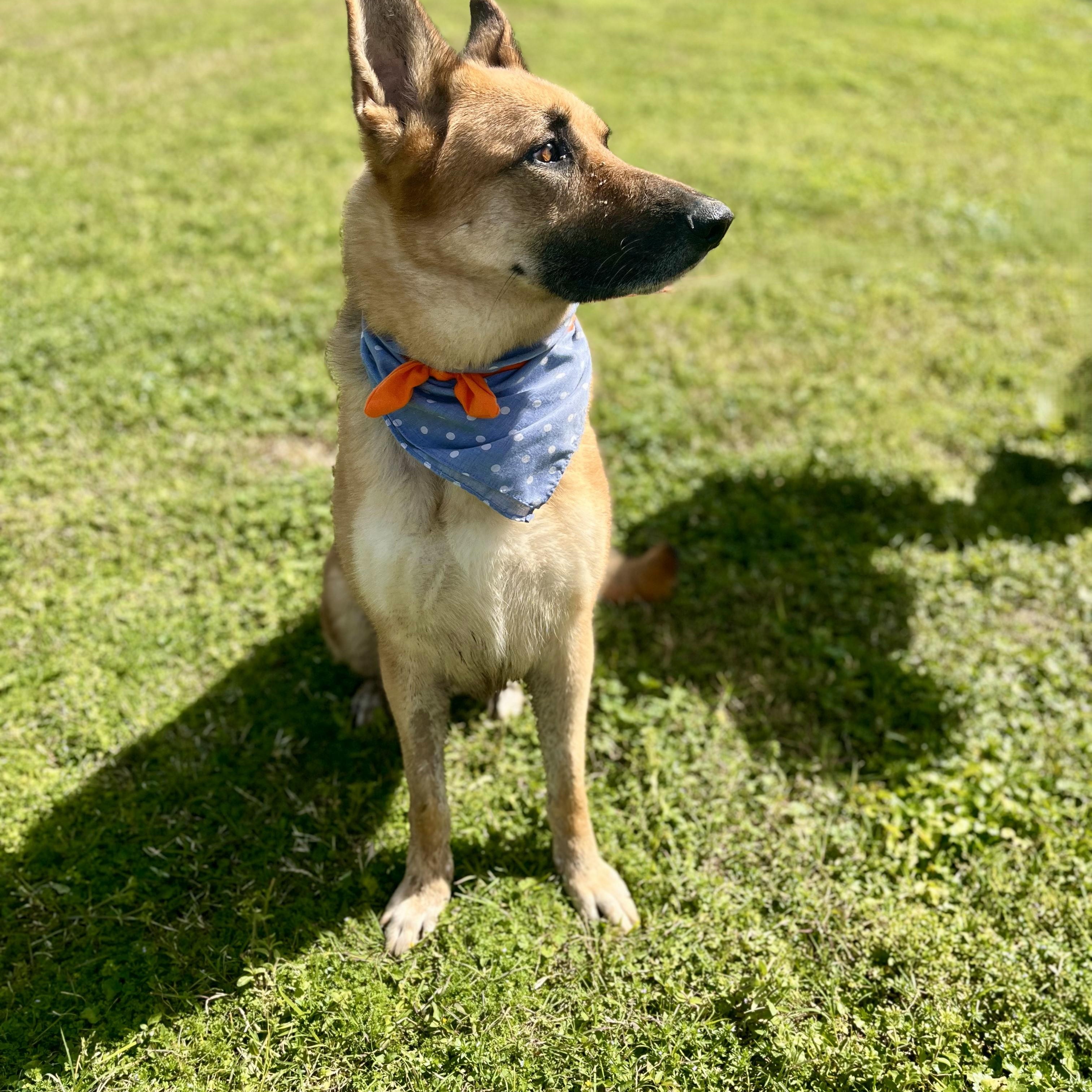 Enlarge Tangerine, a Adoptable German Shepherd Dog in Arlington , WA image 2/6