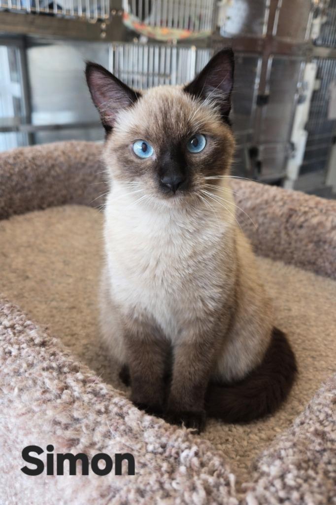 Simon, Adopted, Kitten Male Domestic Short Hair.