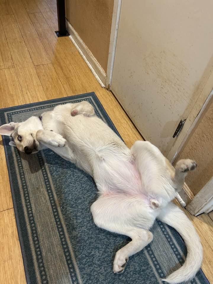 Haida, a Adoptable Siberian Husky in Walnut Creek, CA image 1/2