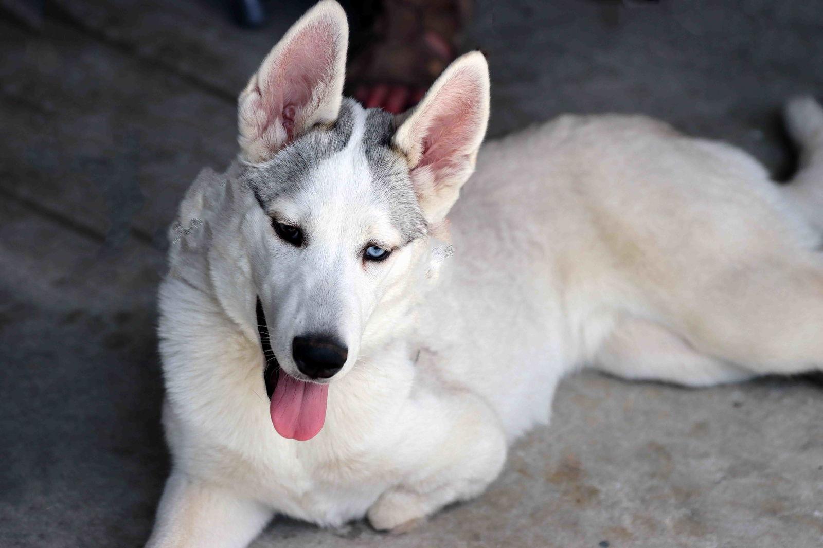 Haida, a Adoptable Siberian Husky in Walnut Creek, CA image 2/2