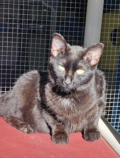 Dandy, Adoptable, Adult Male Domestic Short Hair & Domestic Short Hair.