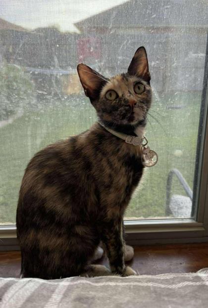 Enlarge Chelsea, a ADOPTABLE mixed breed in Warr Acres, OK image 1/1