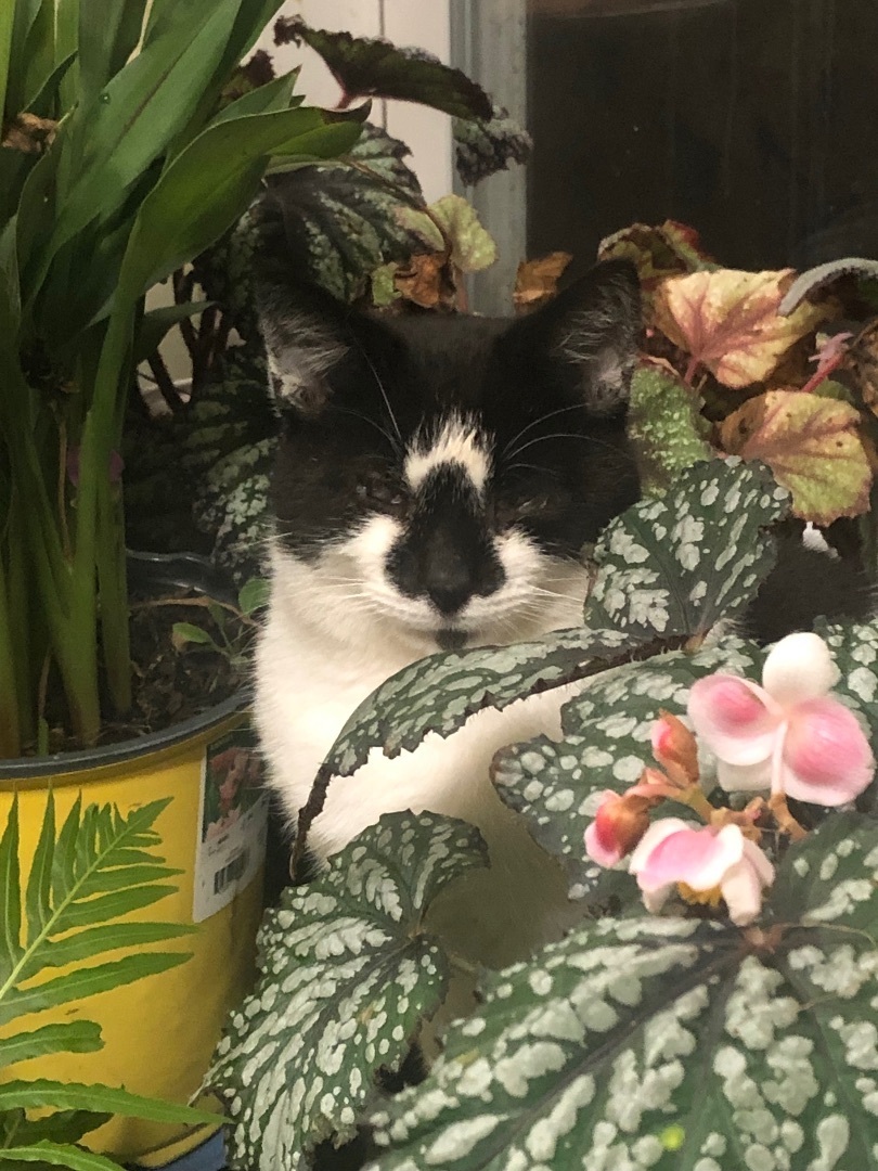 Enlarge Alfred, a Adoptable Domestic Short Hair in Mount Airy, MD image 1/2