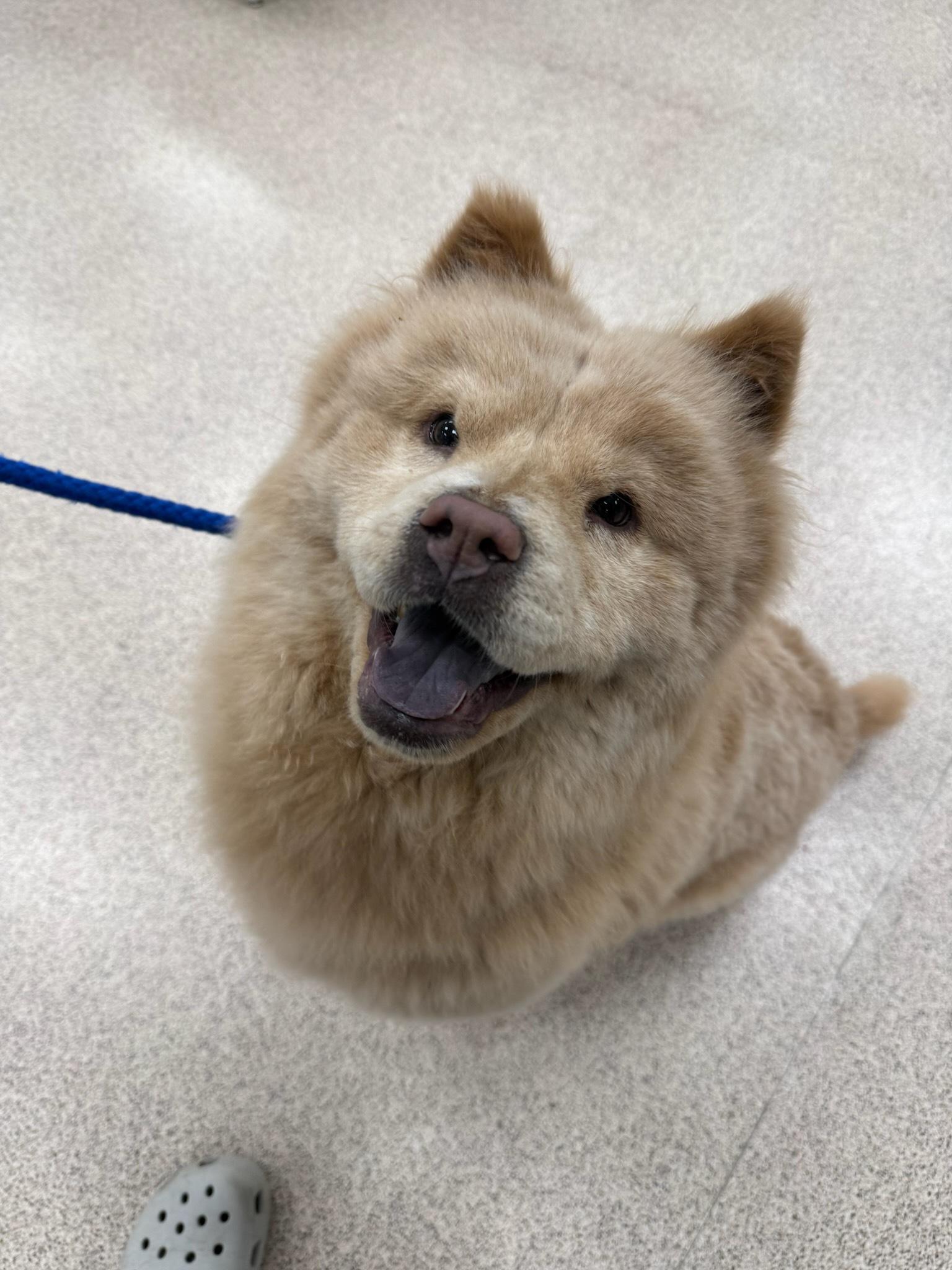 Mellow, adopted, Adult Female Chow Chow.