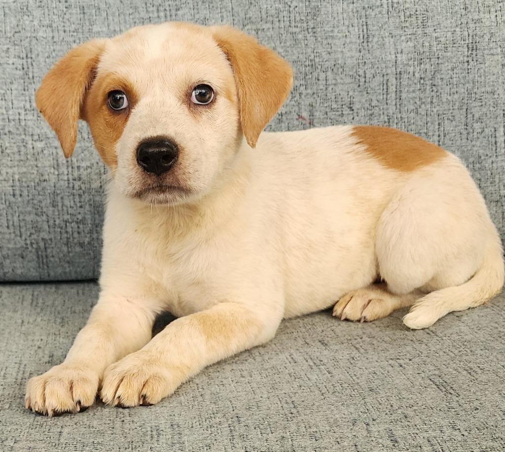 Enlarge Kyanite, a Adoptable mixed breed in Cottonwood, AZ image 1/1
