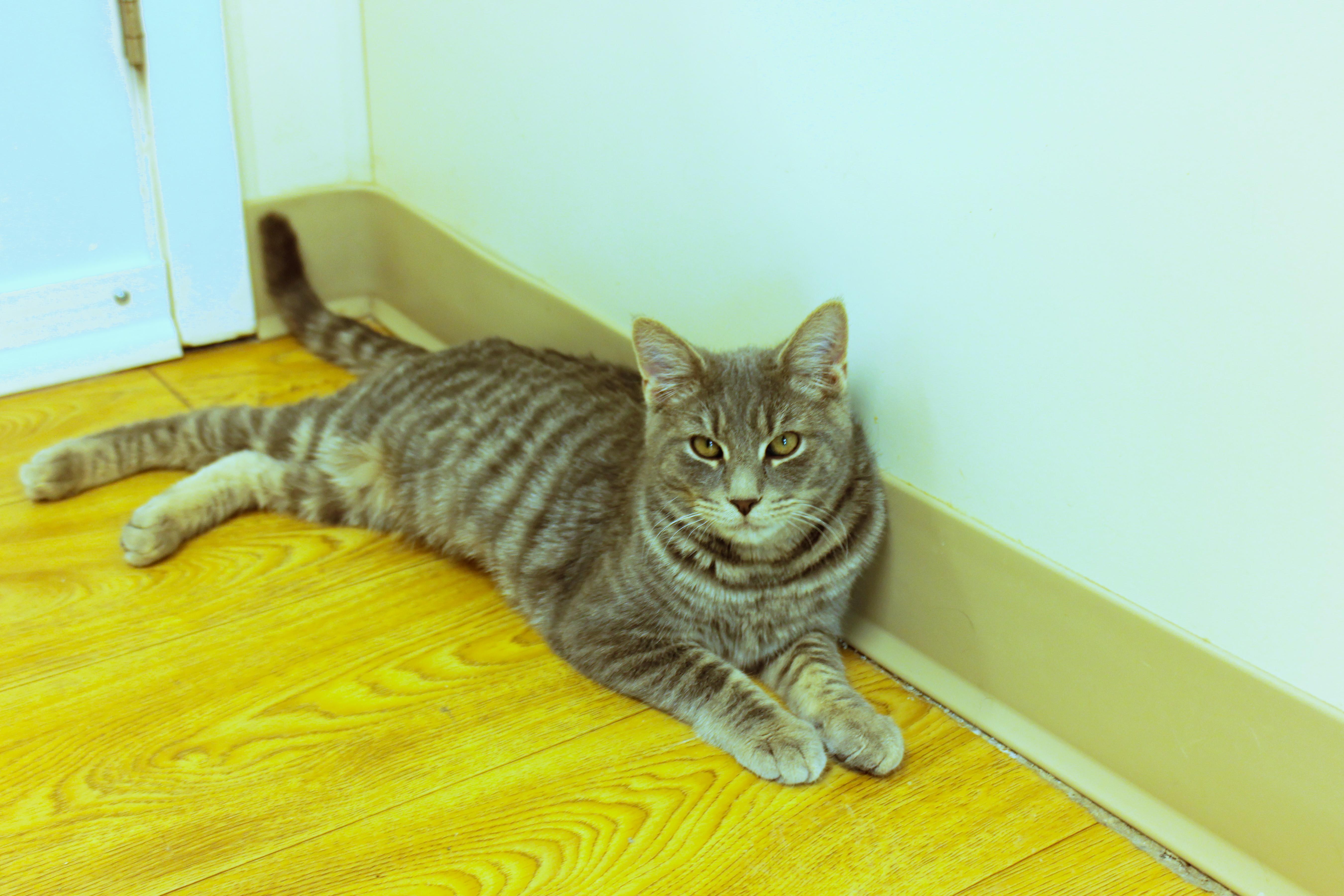 Enlarge Confetti, an adopted Domestic Short Hair in Urbana, OH image 4/6