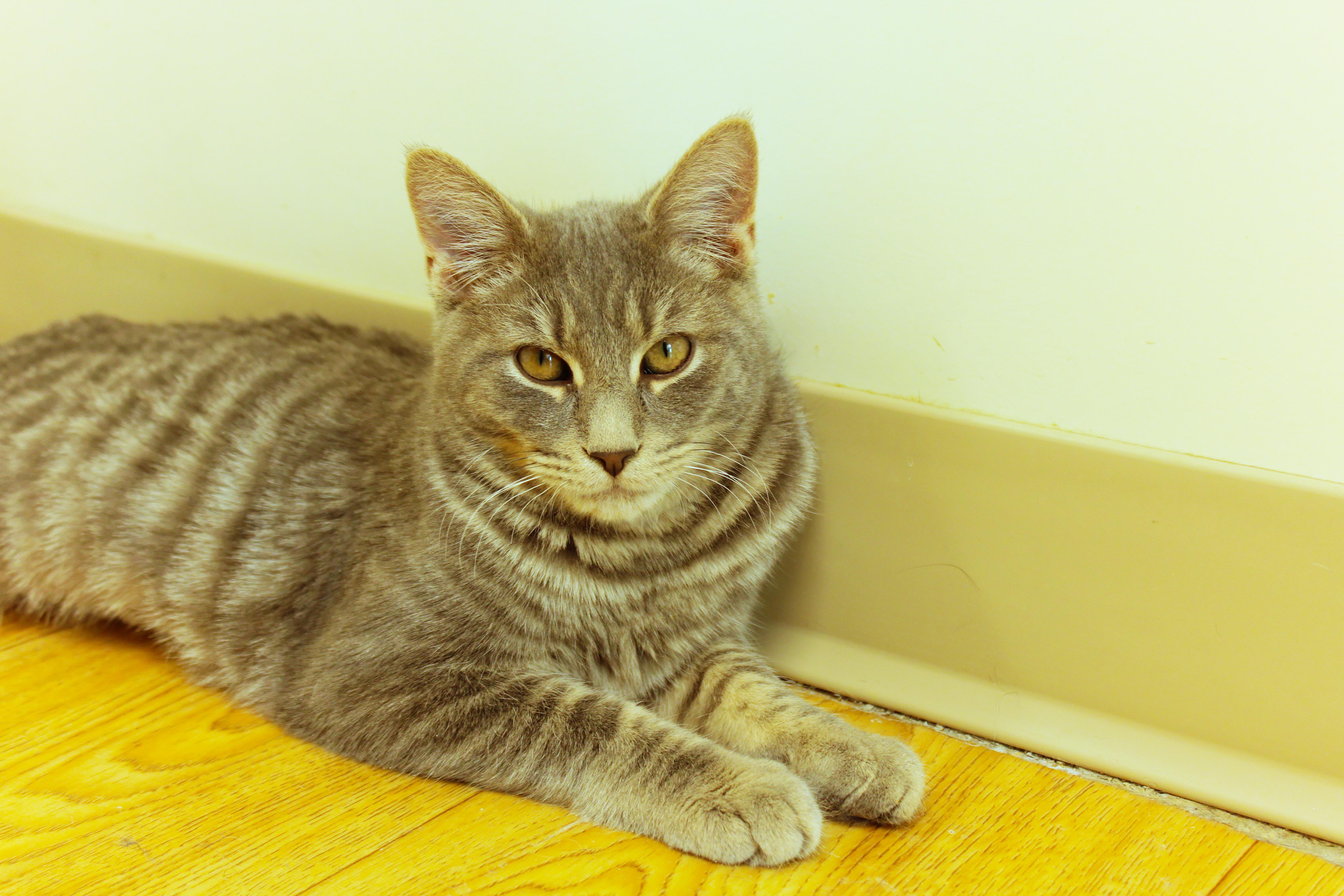 Enlarge Confetti, an adopted Domestic Short Hair in Urbana, OH image 1/6