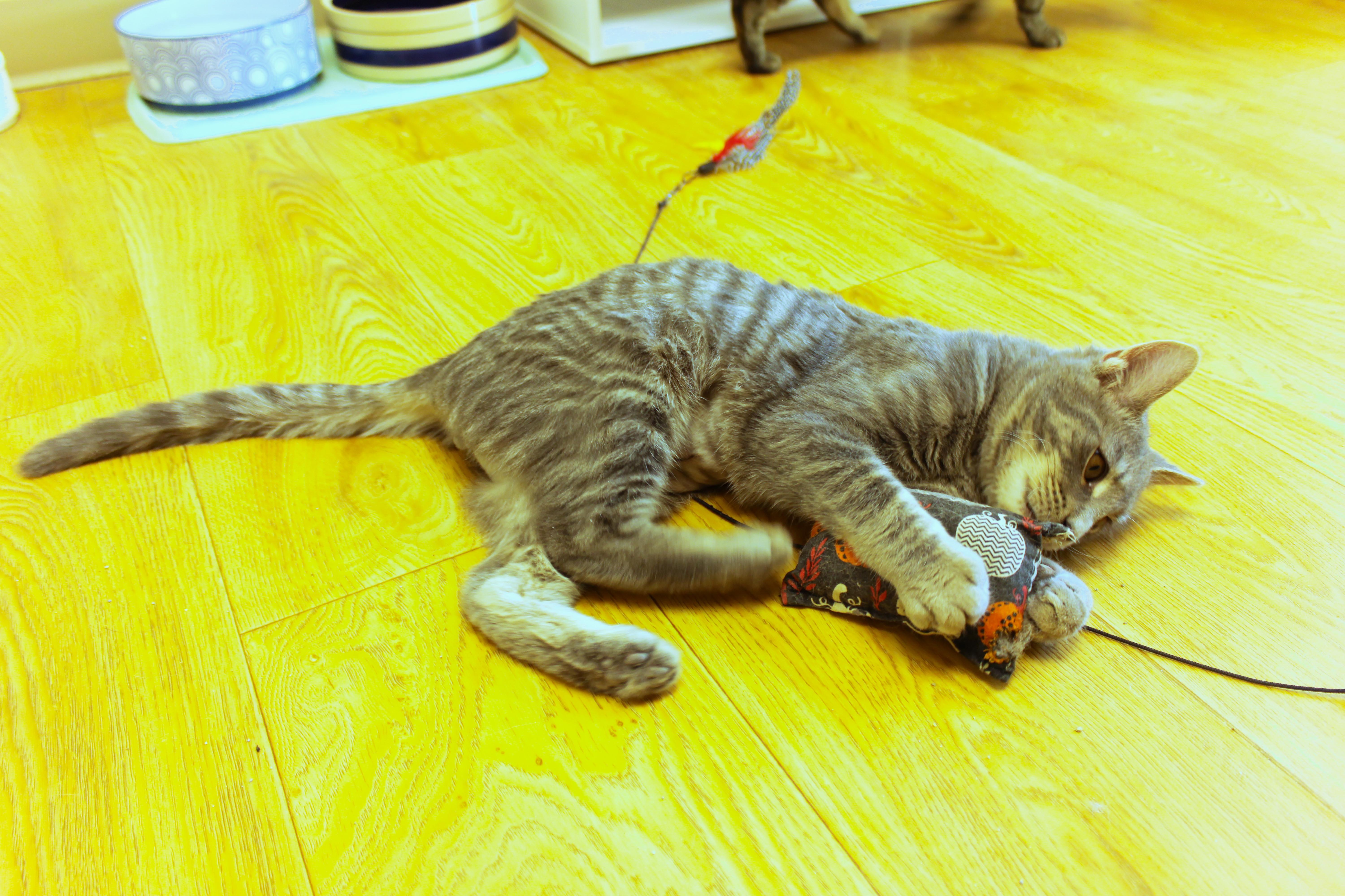 Enlarge Confetti, an adopted Domestic Short Hair in Urbana, OH image 6/6