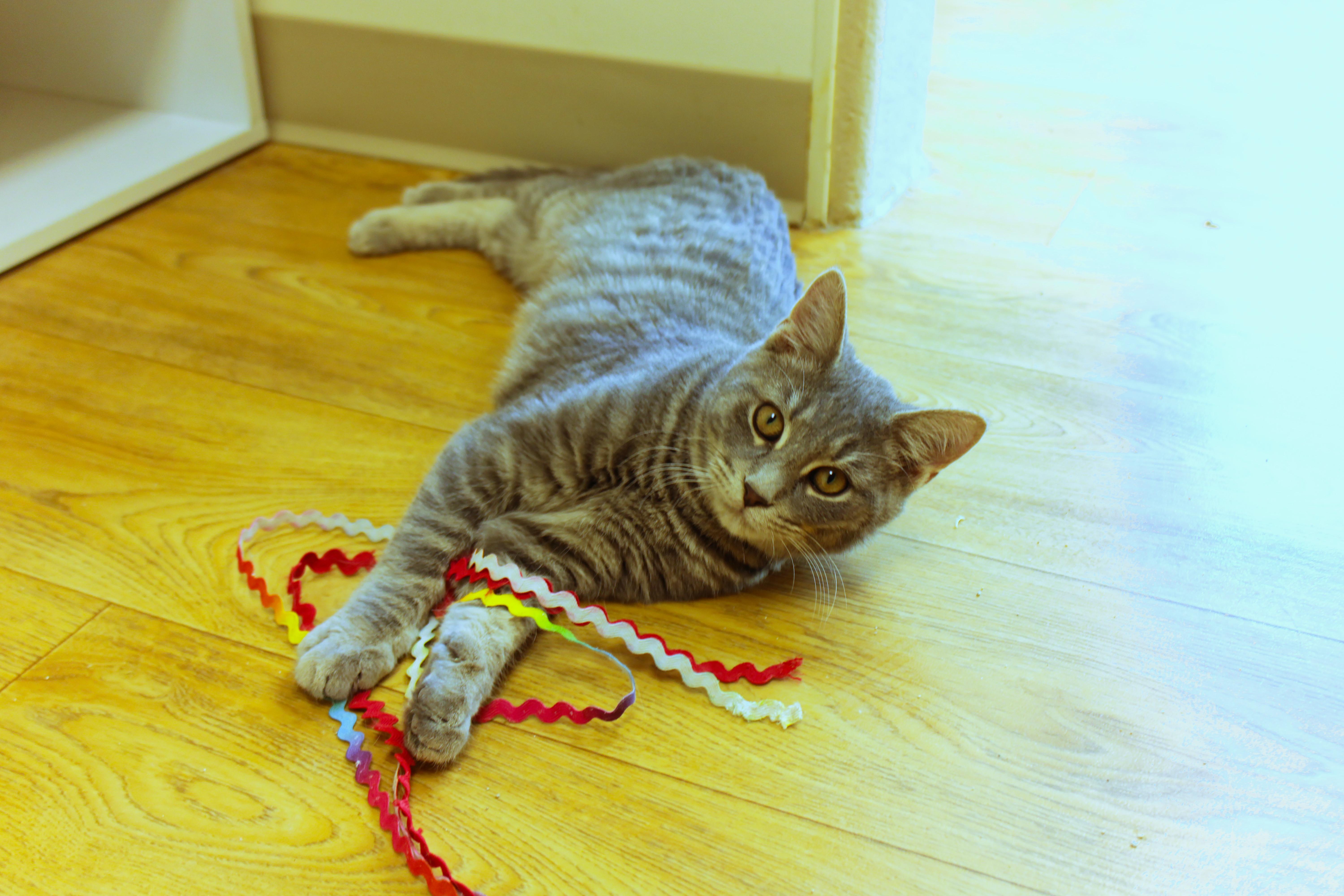 Enlarge Confetti, an adopted Domestic Short Hair in Urbana, OH image 2/6