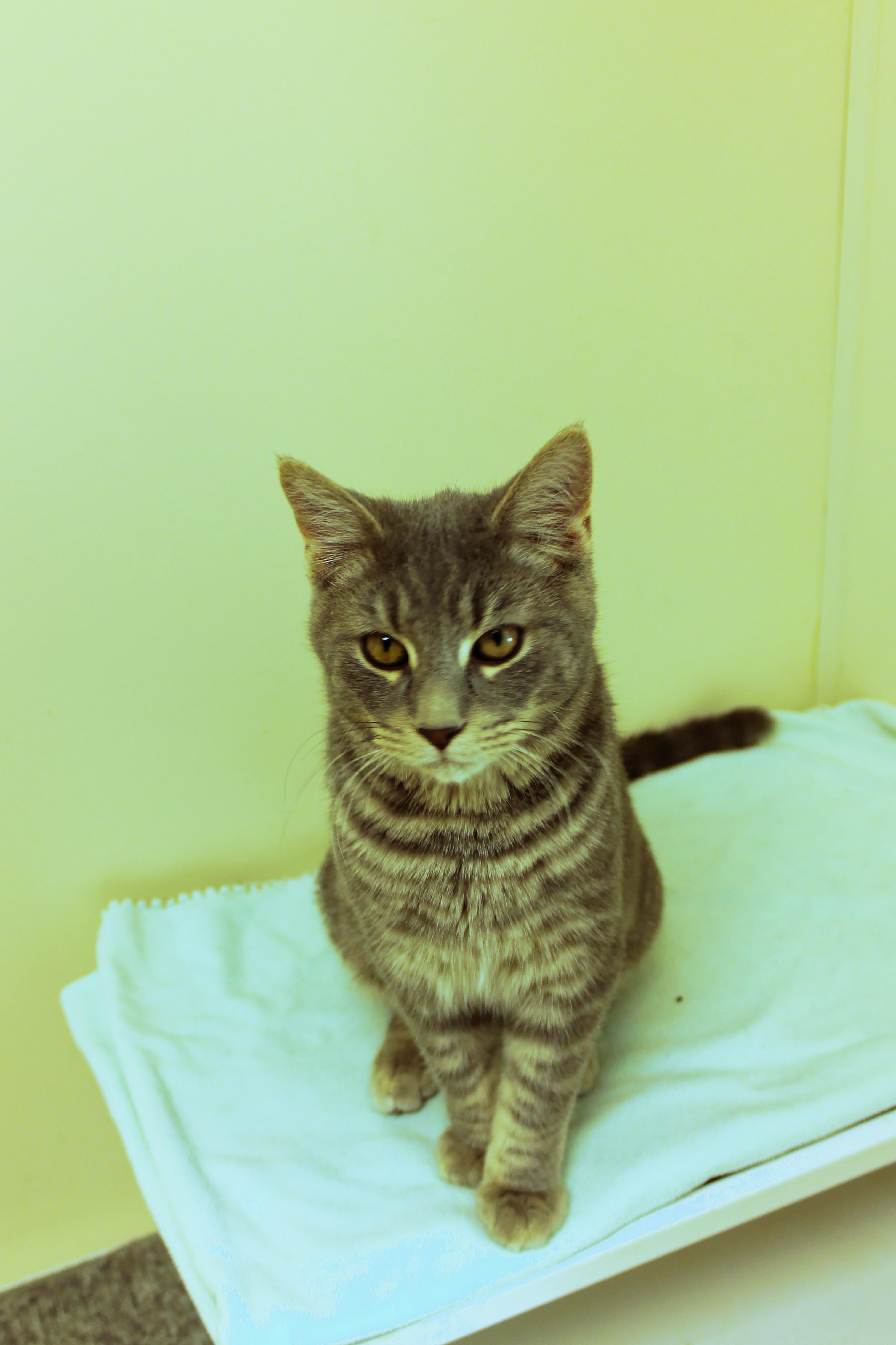 Enlarge Confetti, an adopted Domestic Short Hair in Urbana, OH image 3/6
