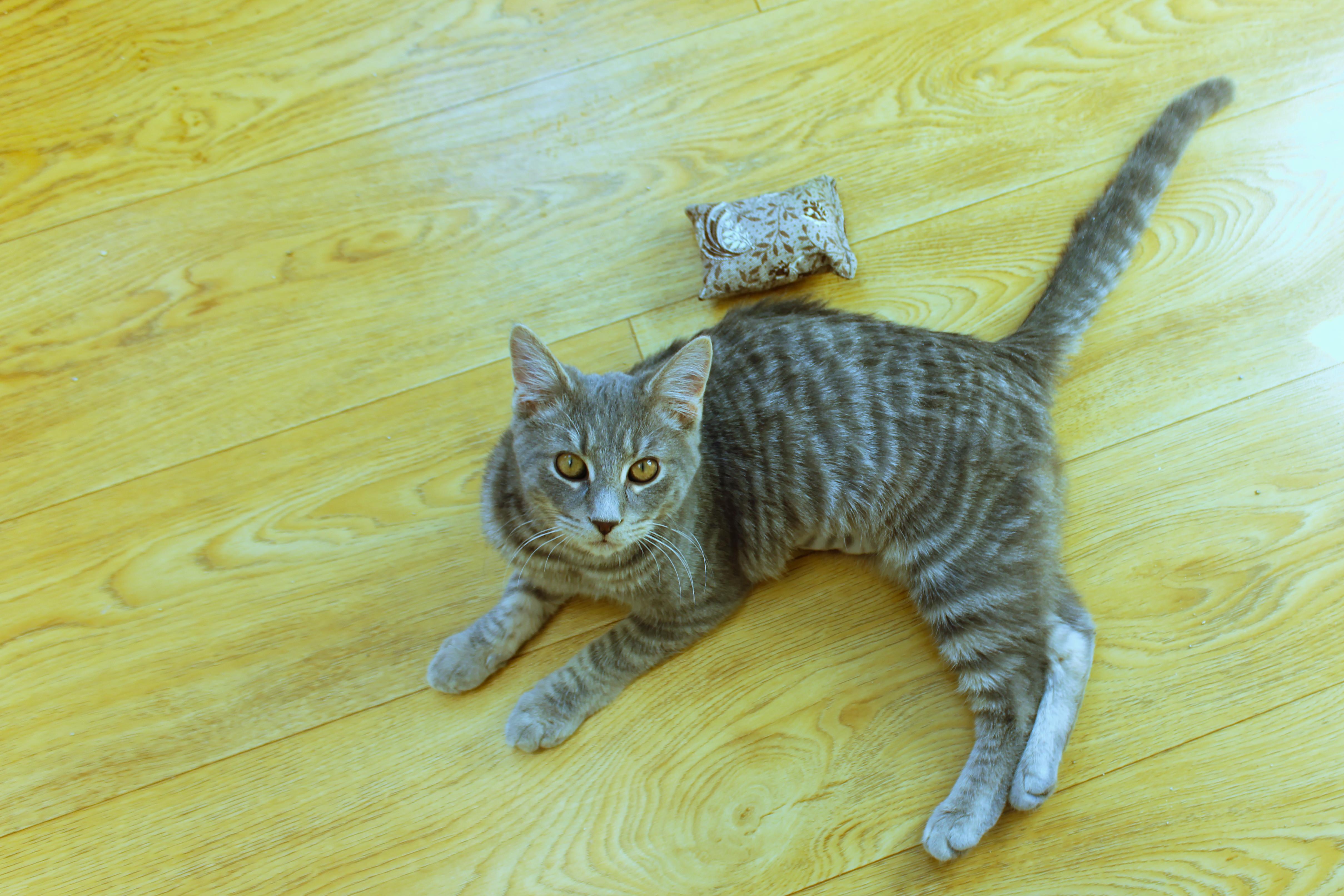 Enlarge Confetti, an adopted Domestic Short Hair in Urbana, OH image 5/6