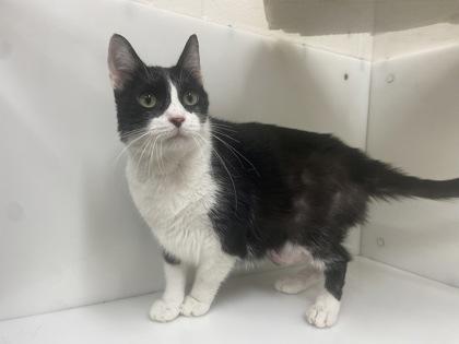 Bee, Adoptable, Adult Male Domestic Short Hair.