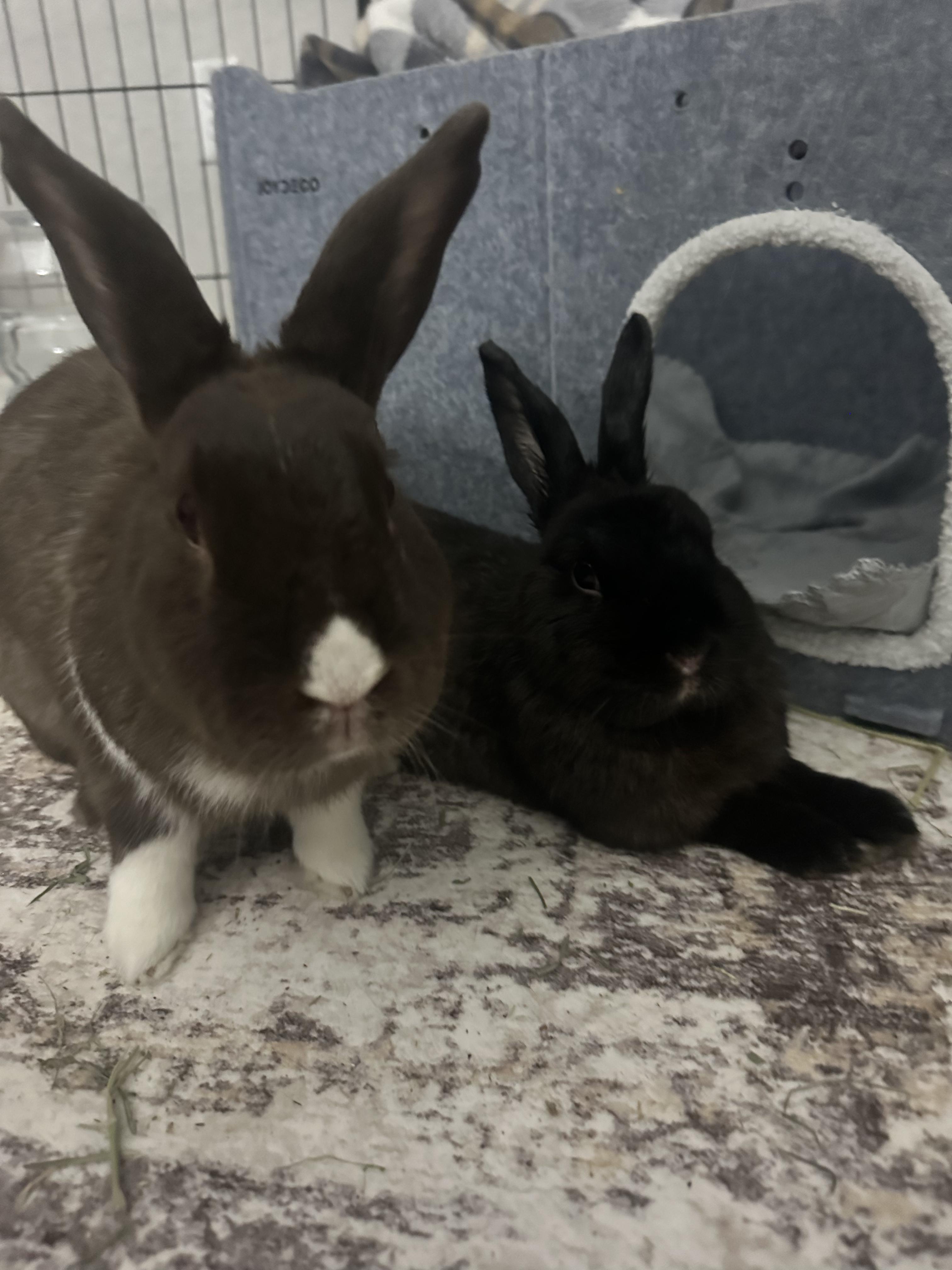 Enlarge Espresso & Smores, a ADOPTABLE Satin in San Antonio, TX image 3/6