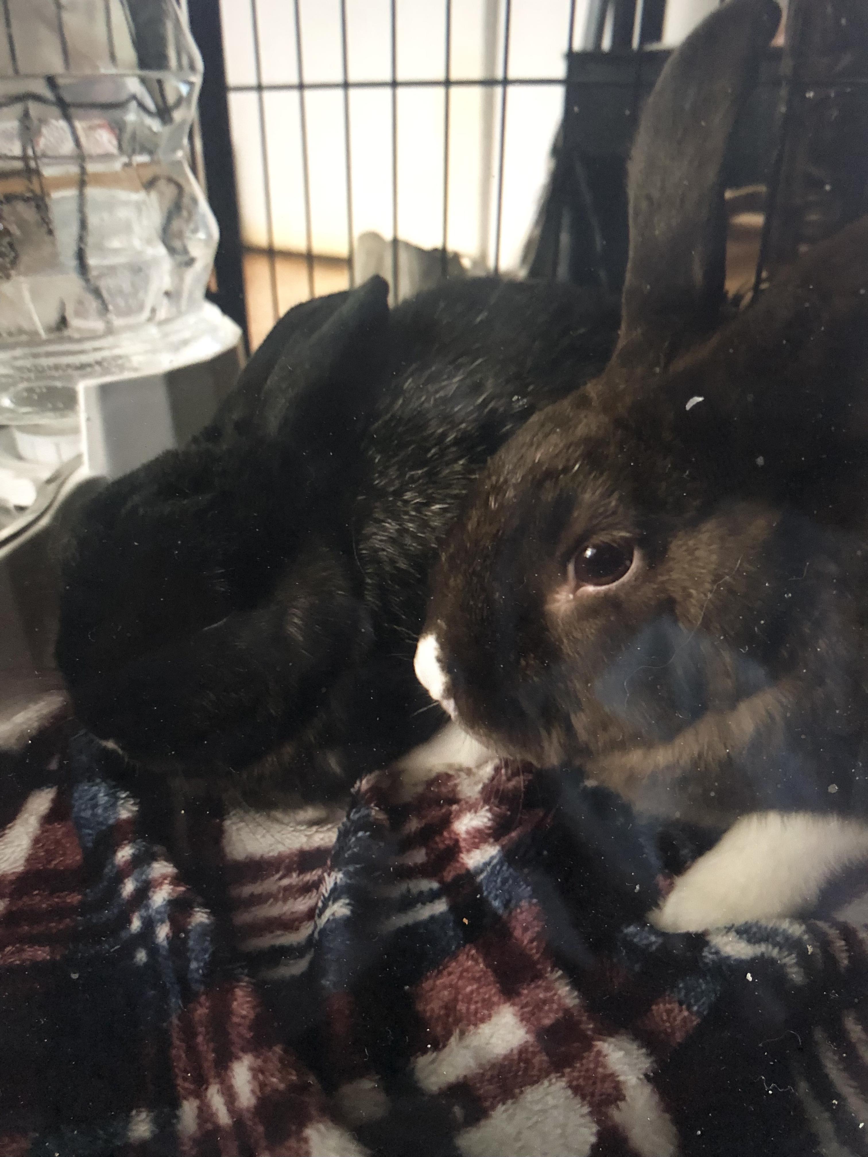 Enlarge Espresso & Smores, a ADOPTABLE Satin in San Antonio, TX image 3/6