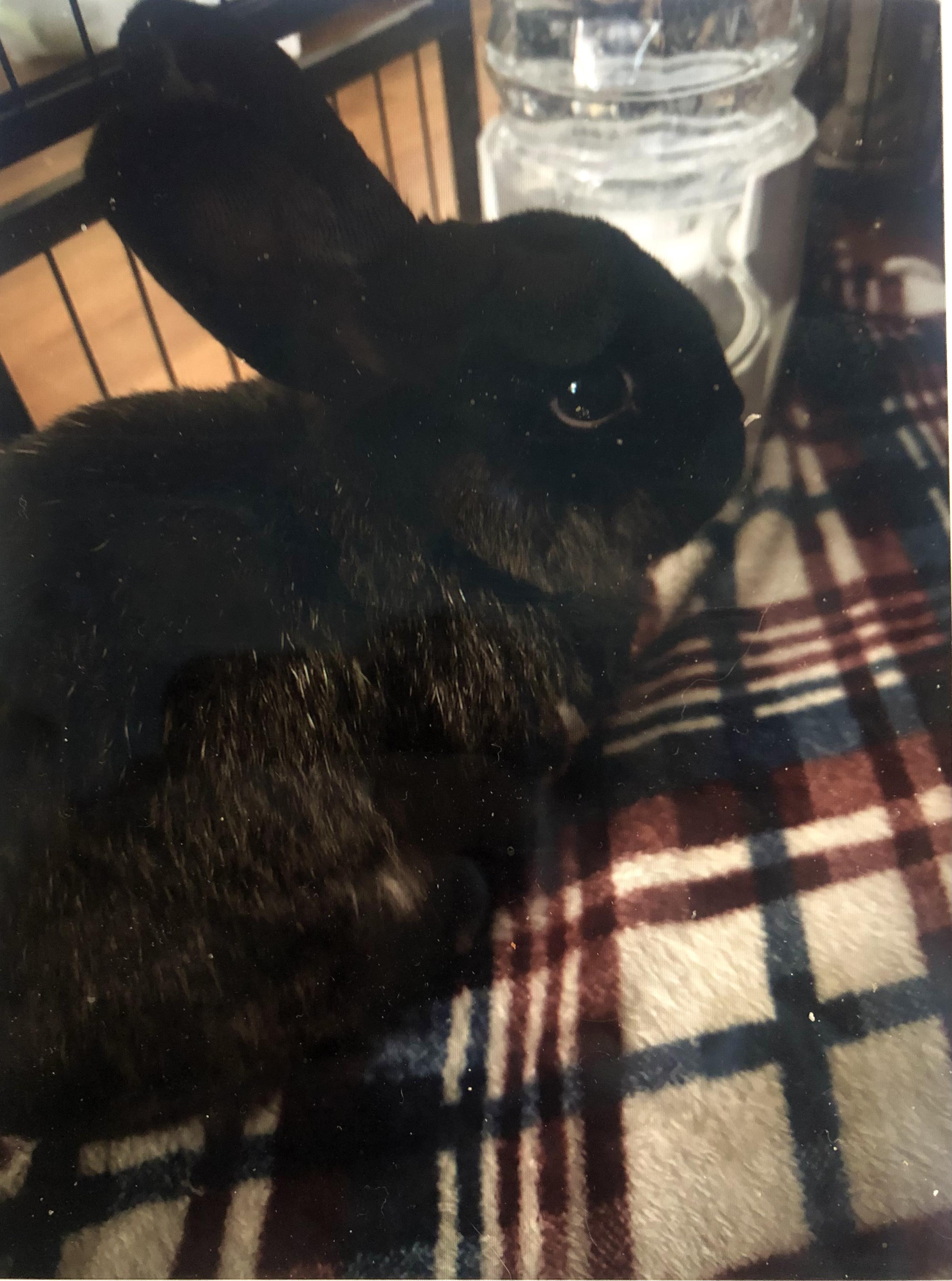 Enlarge Espresso & Smores, a ADOPTABLE Satin in San Antonio, TX image 4/6