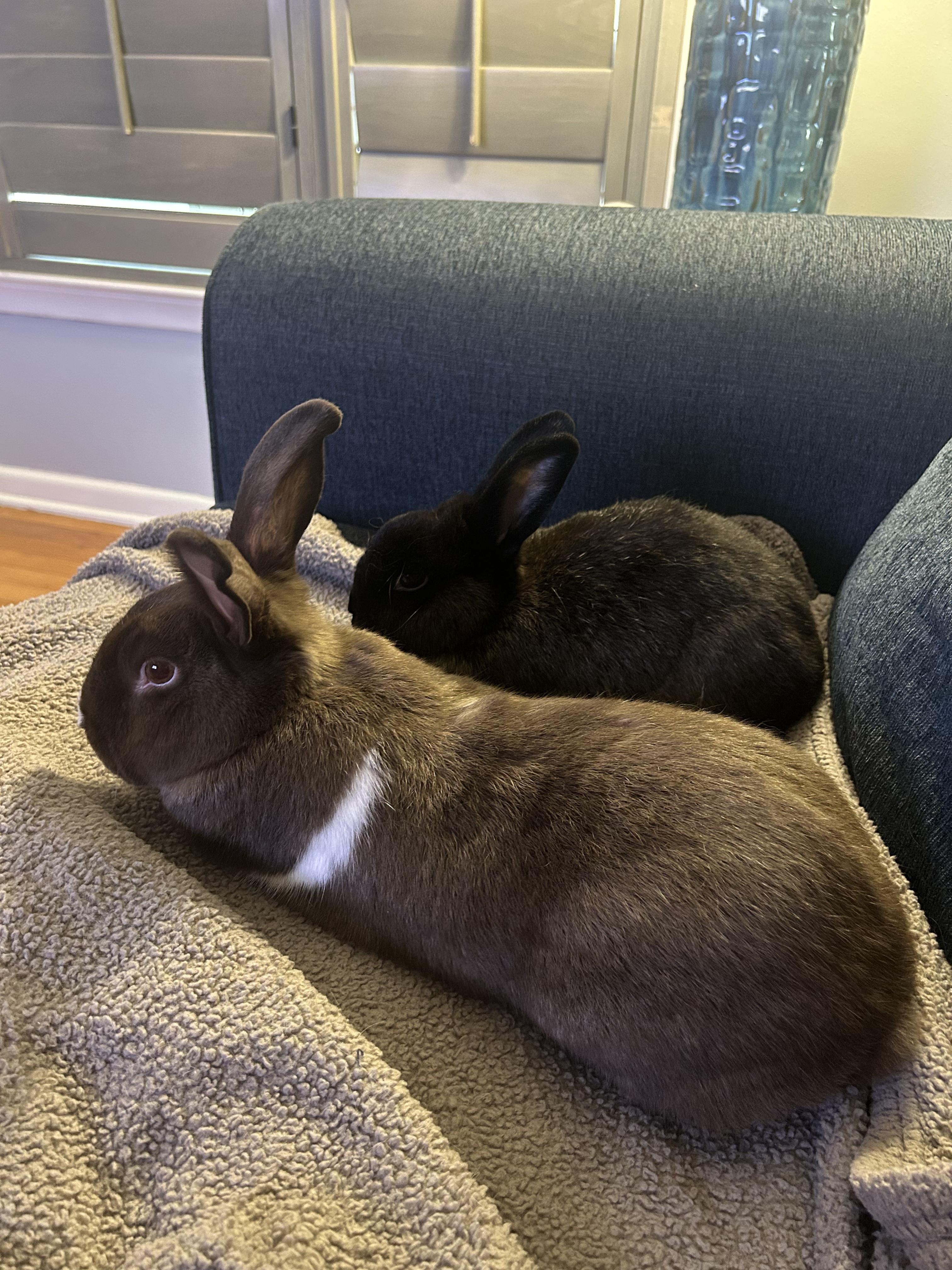 Enlarge Espresso & Smores, a ADOPTABLE Satin in San Antonio, TX image 2/6