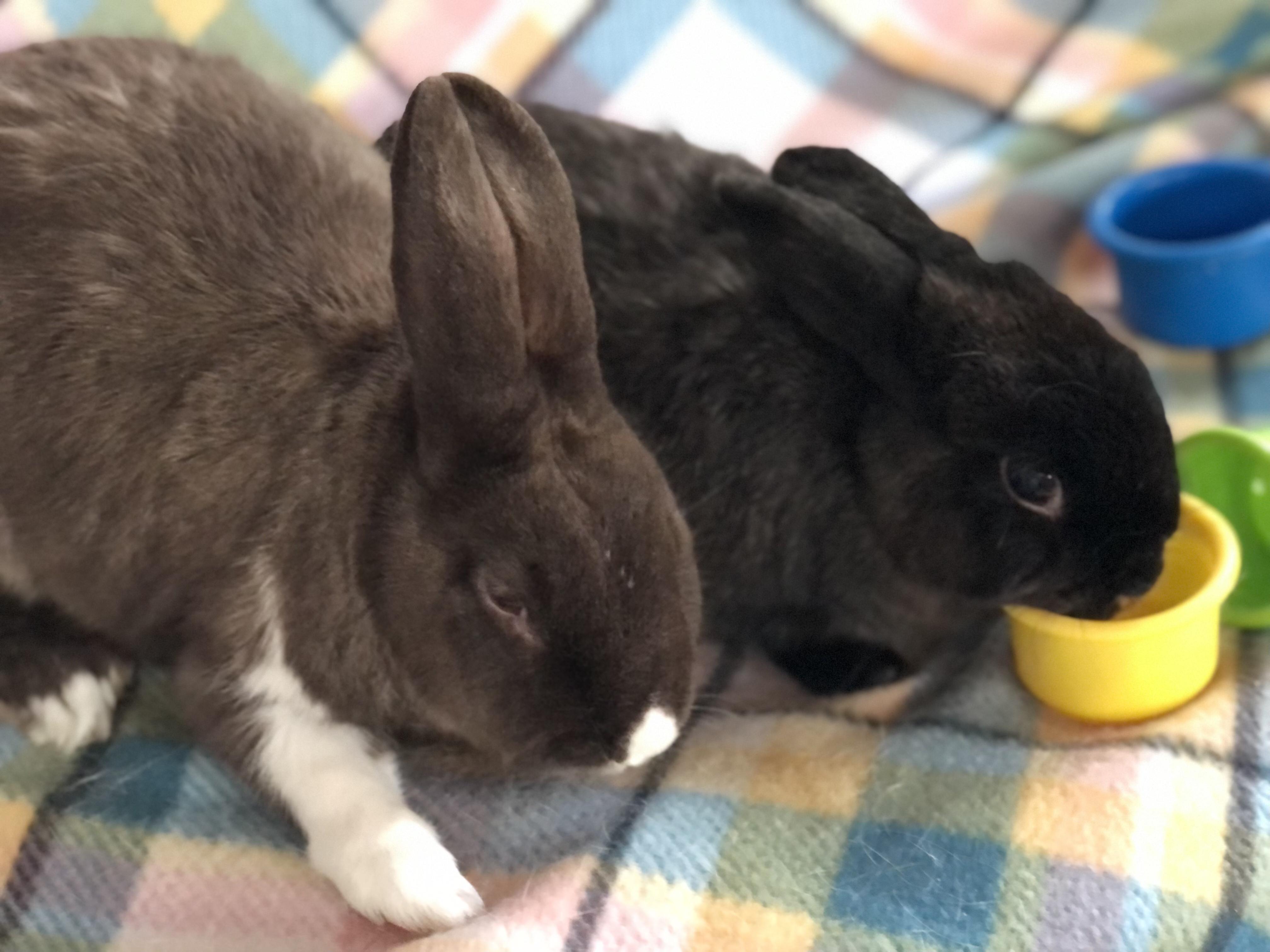 Enlarge Espresso & Smores, a ADOPTABLE Satin in San Antonio, TX image 1/5