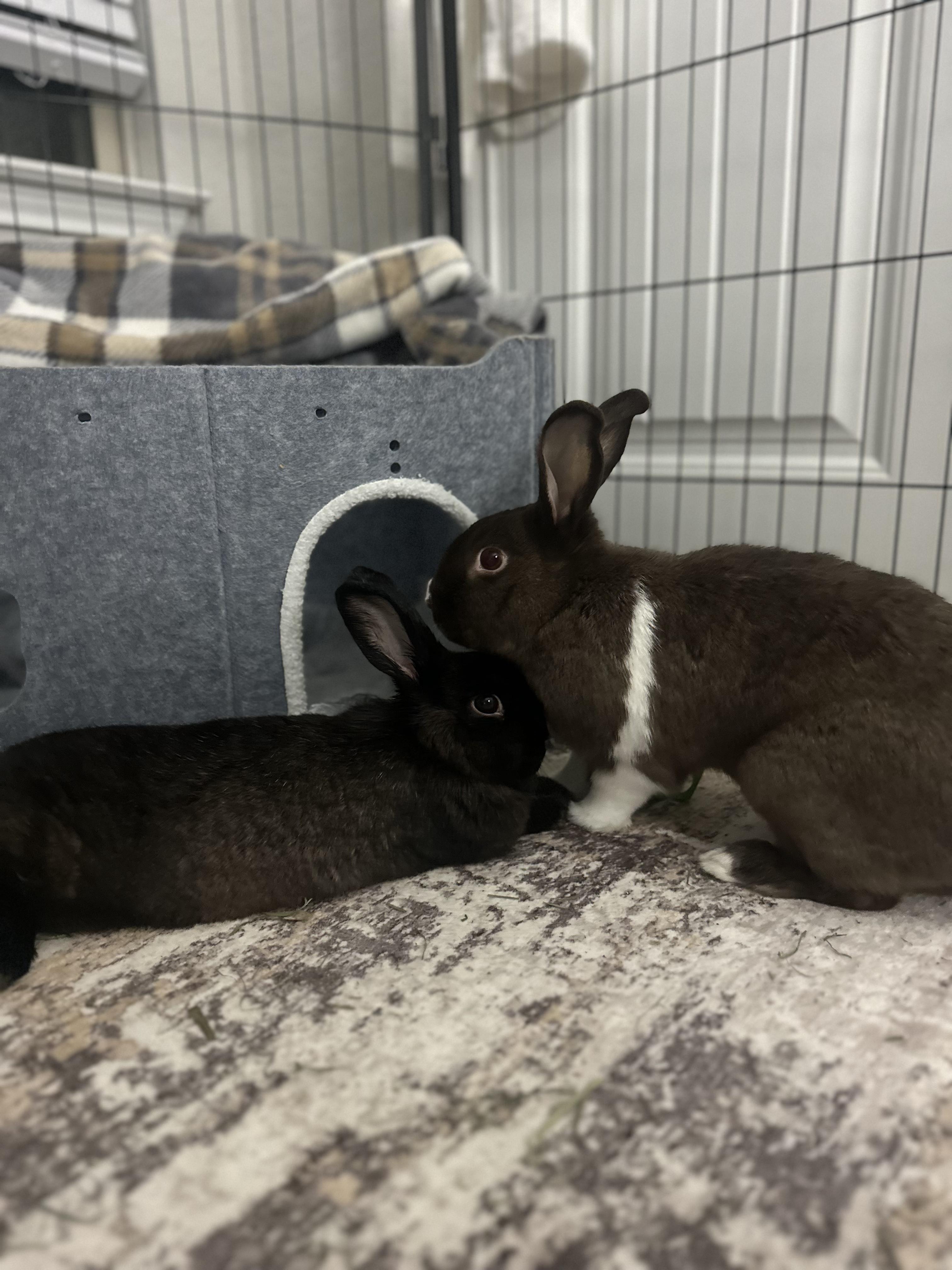 Enlarge Espresso & Smores, a ADOPTABLE Satin in San Antonio, TX image 1/6