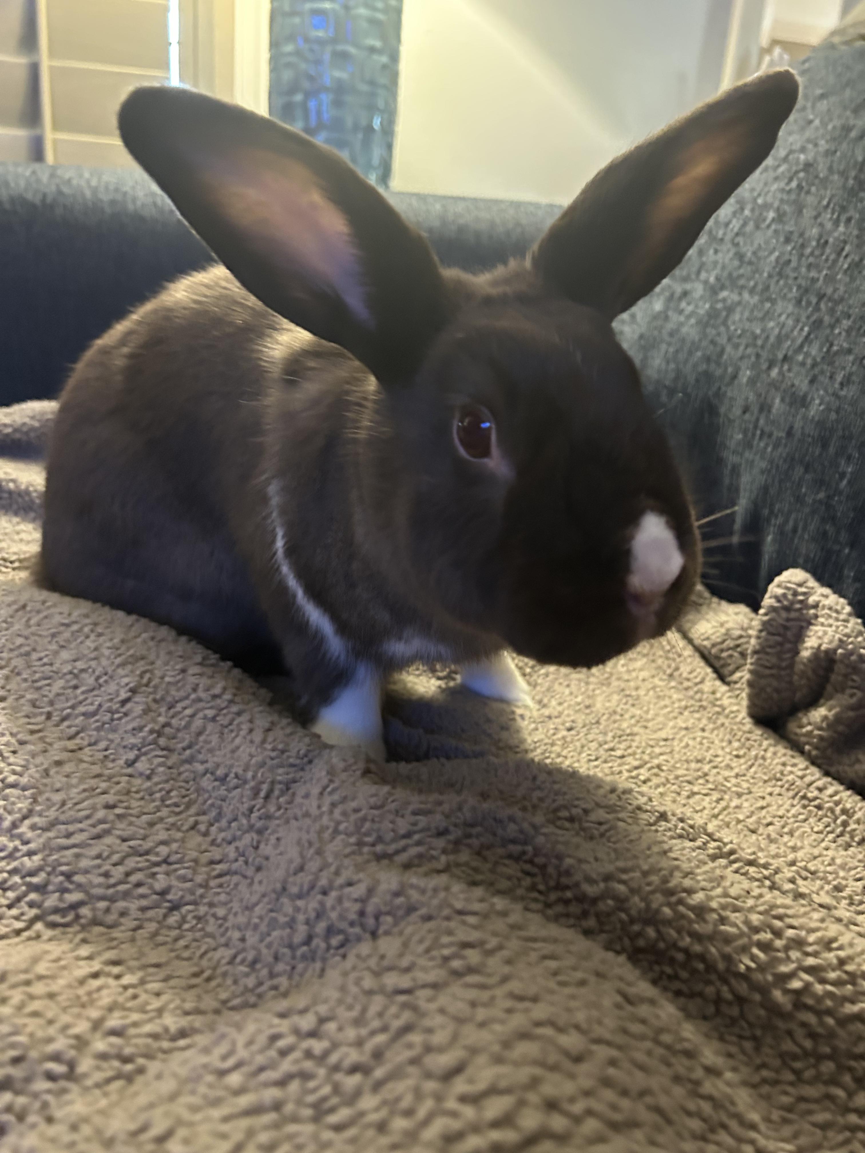 Enlarge Espresso & Smores, a ADOPTABLE Satin in San Antonio, TX image 5/6