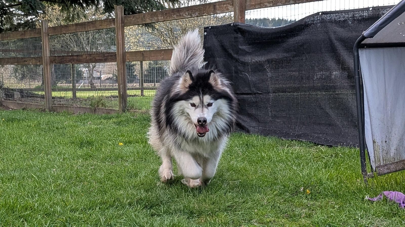 Enlarge NALA, a Adoptable mixed breed in Seattle, WA image 1/3