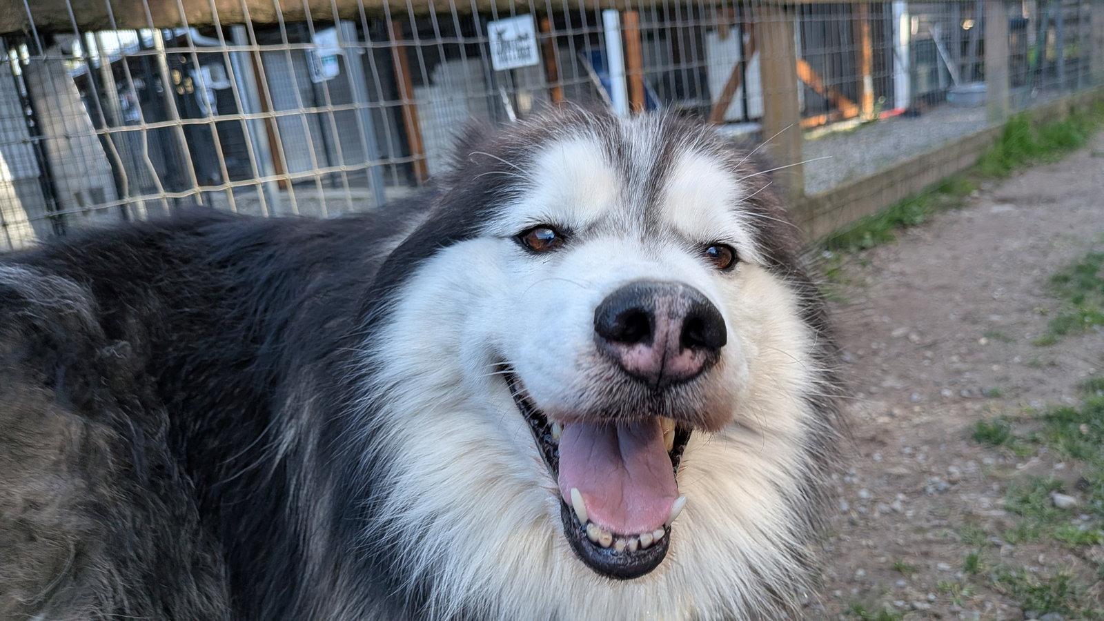 NALA, Adoptable, Adult Female Alaskan Malamute & Siberian Husky.