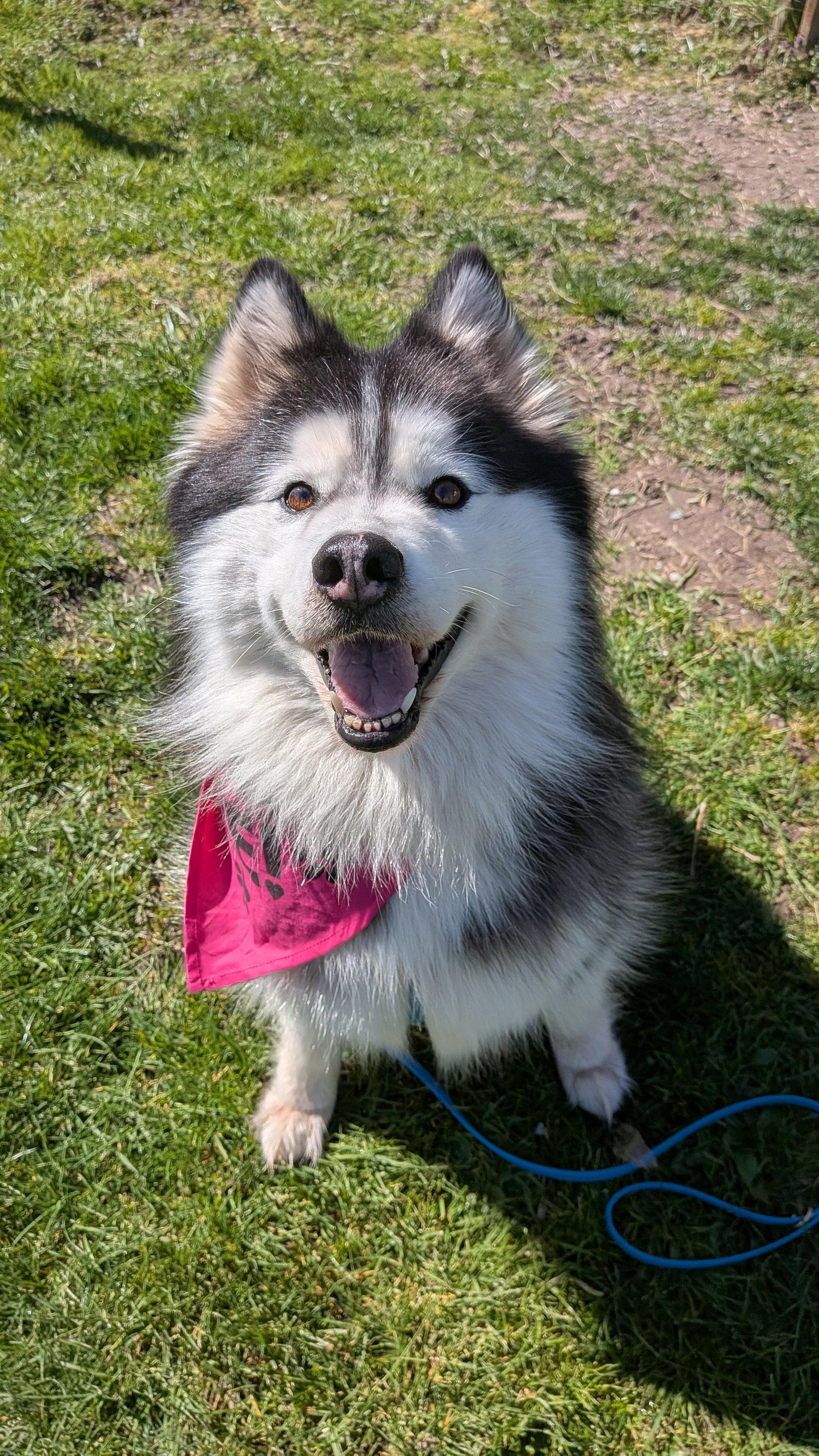 Enlarge NALA, a Adoptable mixed breed in Seattle, WA image 2/3