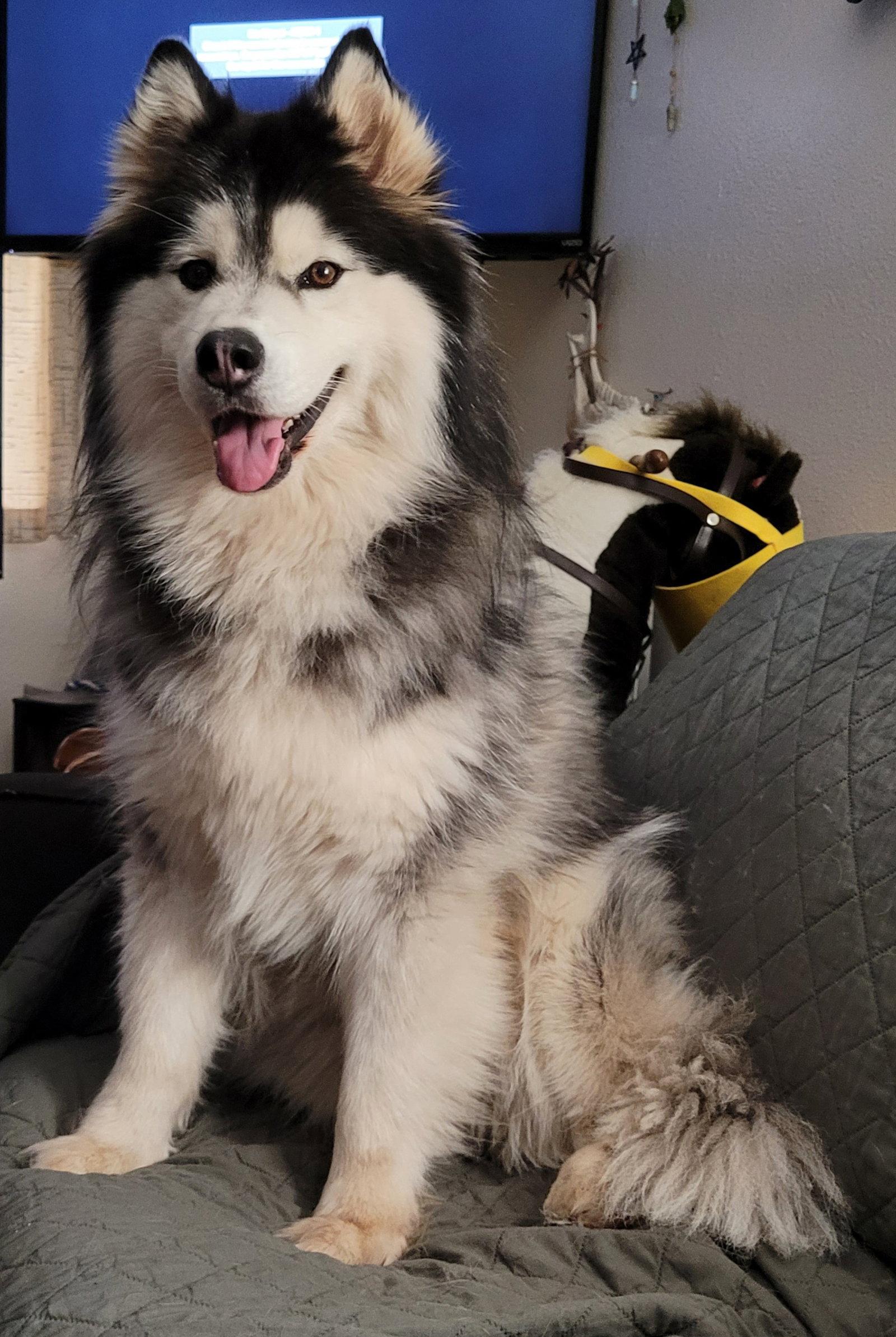 Enlarge NALA, a Adoptable mixed breed in Seattle, WA image 2/3