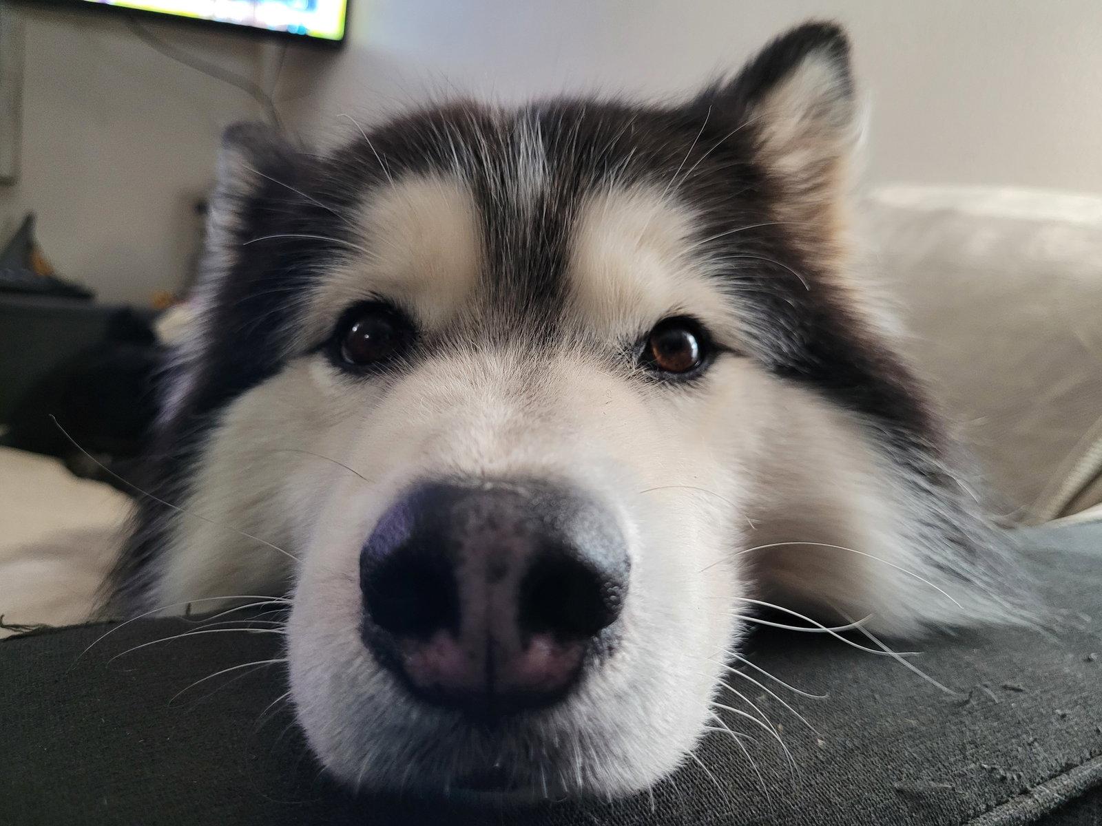 Enlarge NALA, a Adoptable mixed breed in Seattle, WA image 3/3