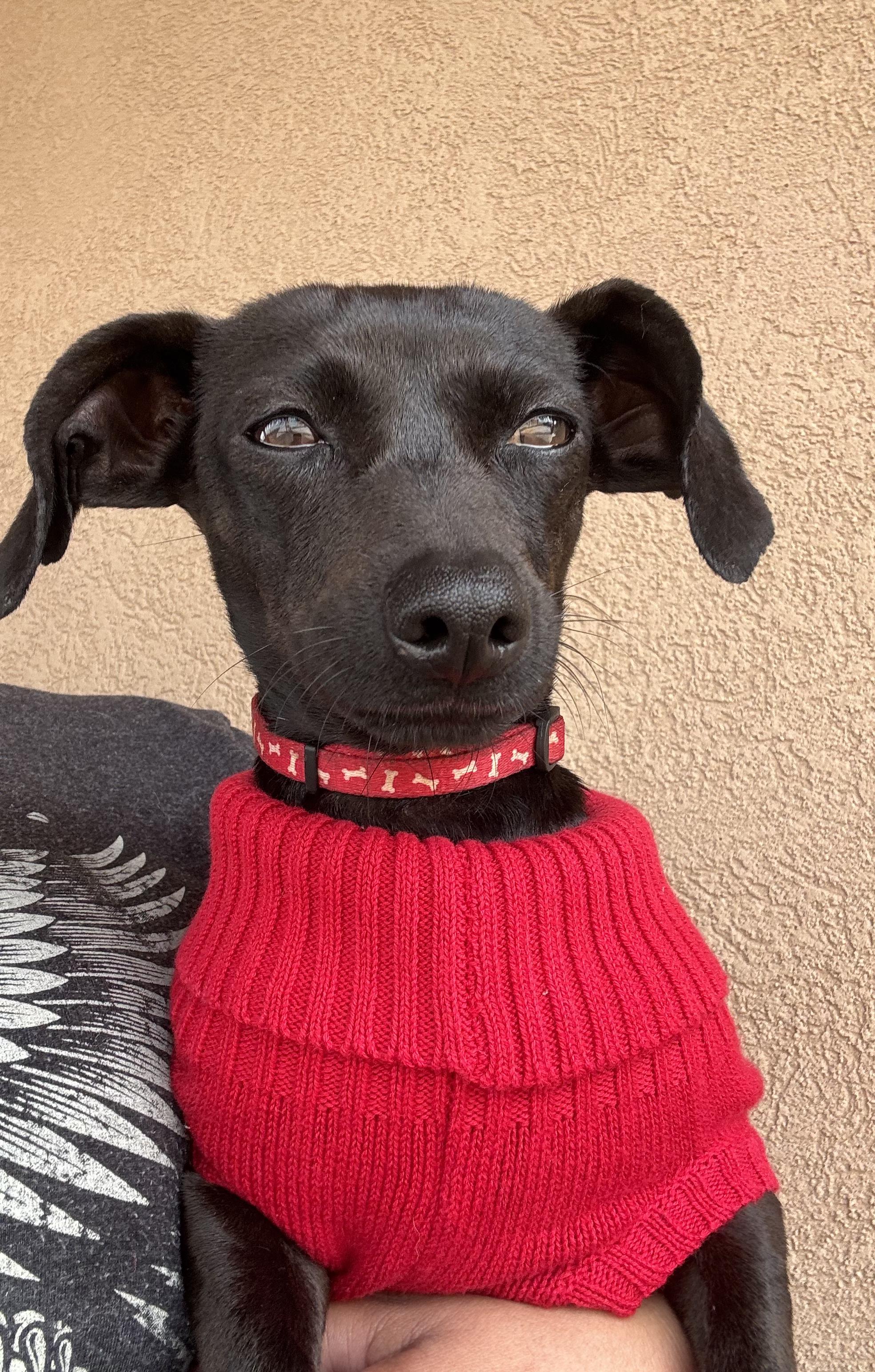 Enlarge Birdy, a Adoptable mixed breed in Fort Worth, TX image 3/3