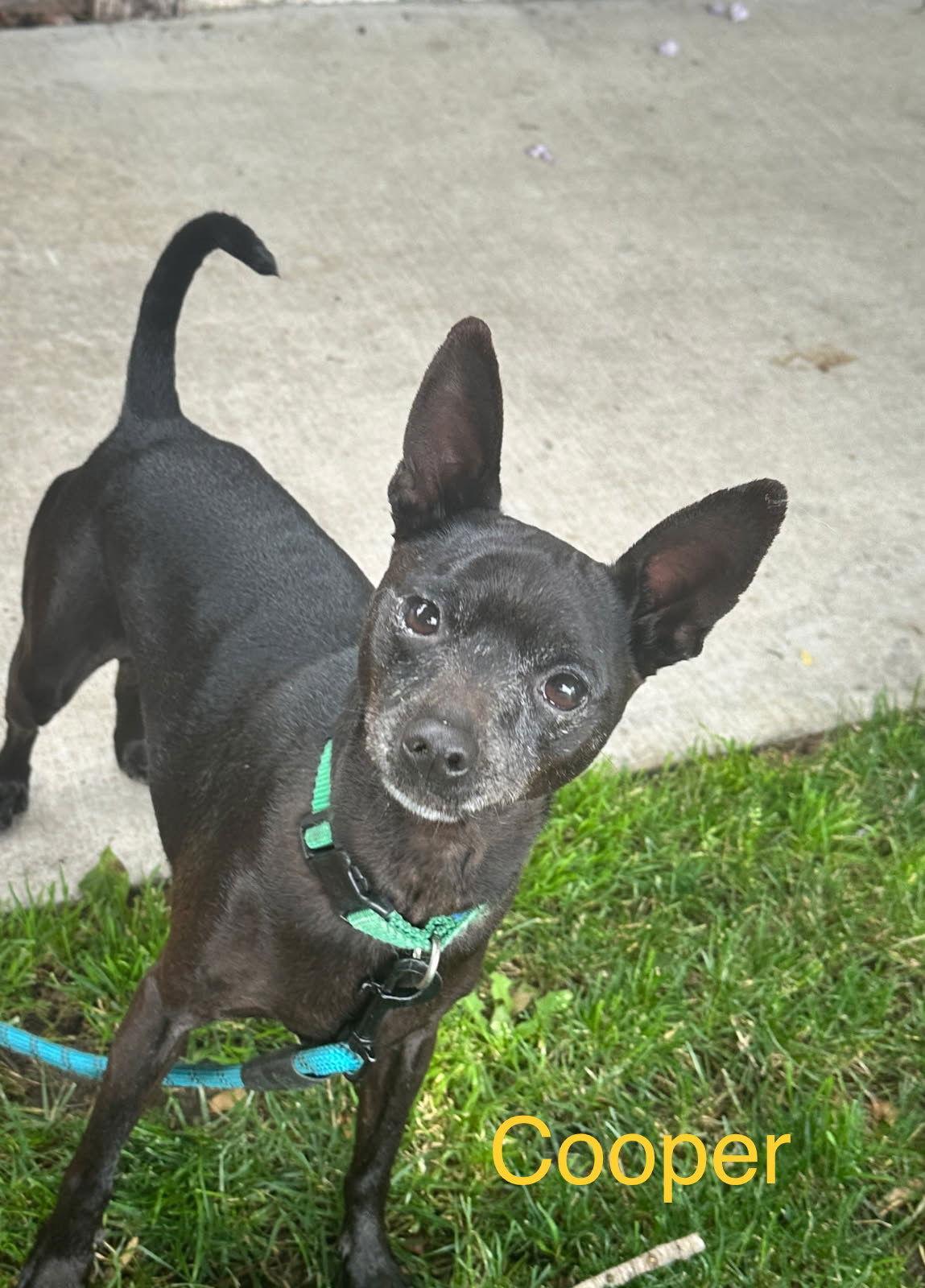 Enlarge Beckham and Cooper, a Adoptable Miniature Pinscher in Los Angeles, CA image 1/3