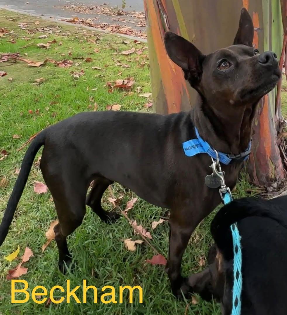Enlarge Beckham and Cooper, a Adoptable Miniature Pinscher in Los Angeles, CA image 2/3