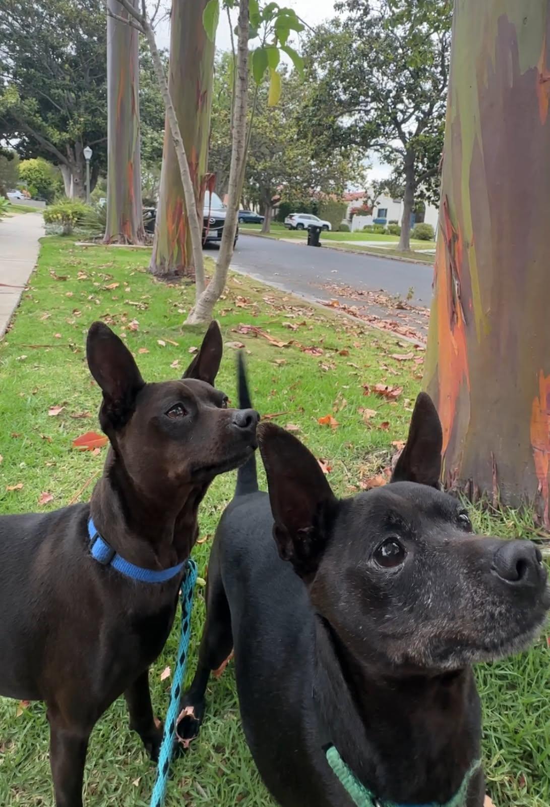 Enlarge Beckham and Cooper, a Adoptable Miniature Pinscher in Los Angeles, CA image 3/3