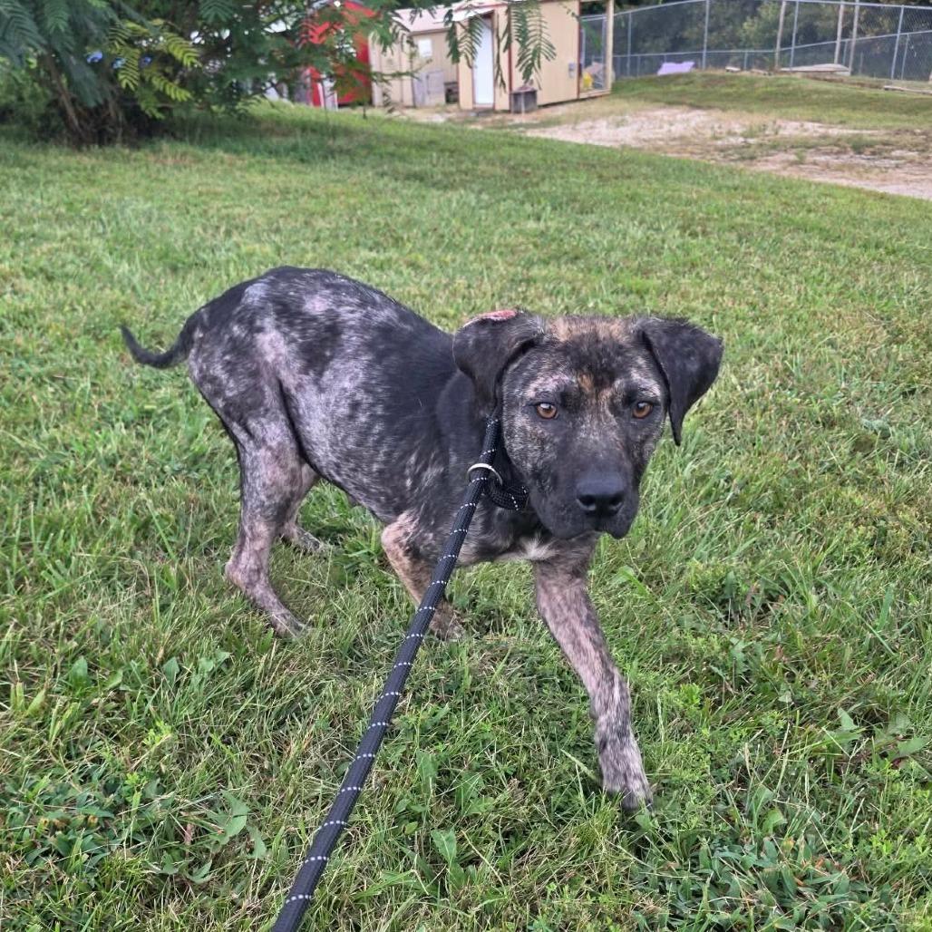 Enlarge Morisot, a Adoptable Mixed Breed in Jackson, MO image 1/3