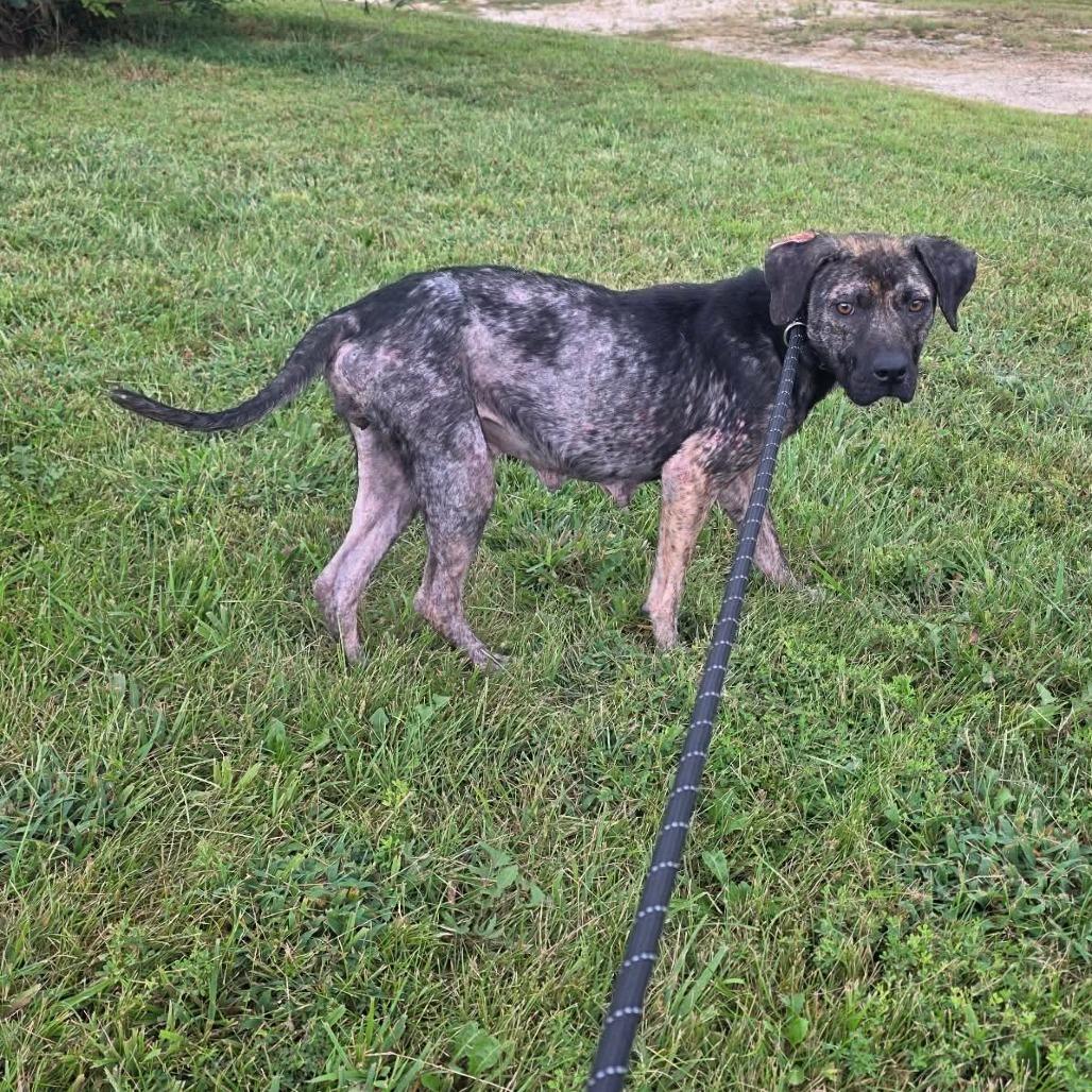 Enlarge Morisot, a Adoptable Mixed Breed in Jackson, MO image 2/3