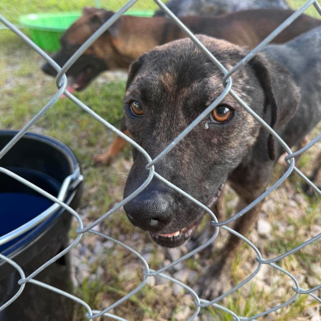 Enlarge Morisot, a Adoptable Mixed Breed in Jackson, MO image 3/3