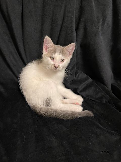 Enlarge Everly, a Adopted Domestic Short Hair in Alvin, TX image 3/6