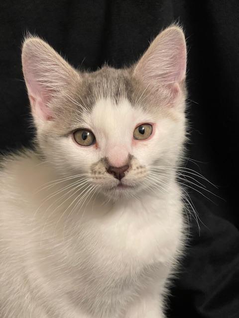 Enlarge Everly, a Adopted Domestic Short Hair in Alvin, TX image 4/6