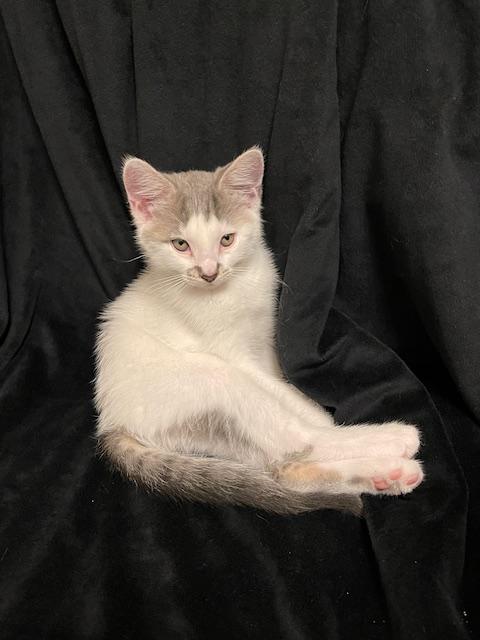 Enlarge Everly, a Adopted Domestic Short Hair in Alvin, TX image 5/6