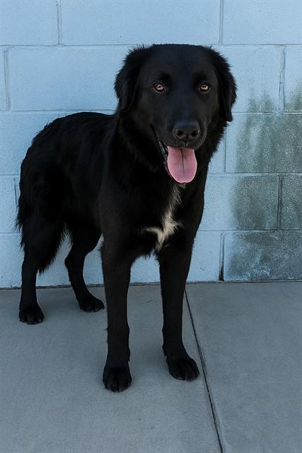 KENAI, Adoptable, Young Female Flat-Coated Retriever & Mixed Breed.