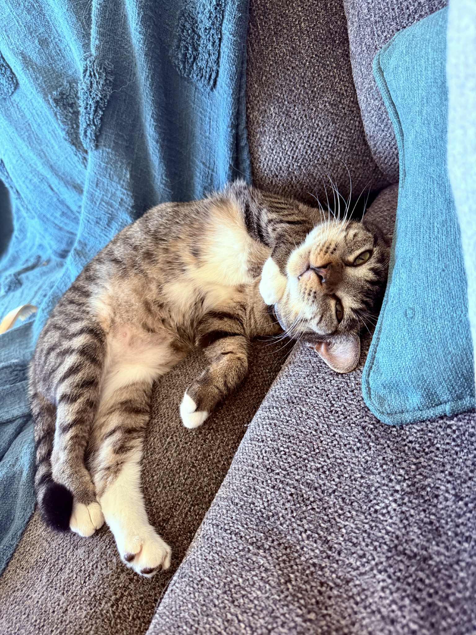 Enlarge *Samara, a Adopted Domestic Short Hair in Forest, VA image 2/3